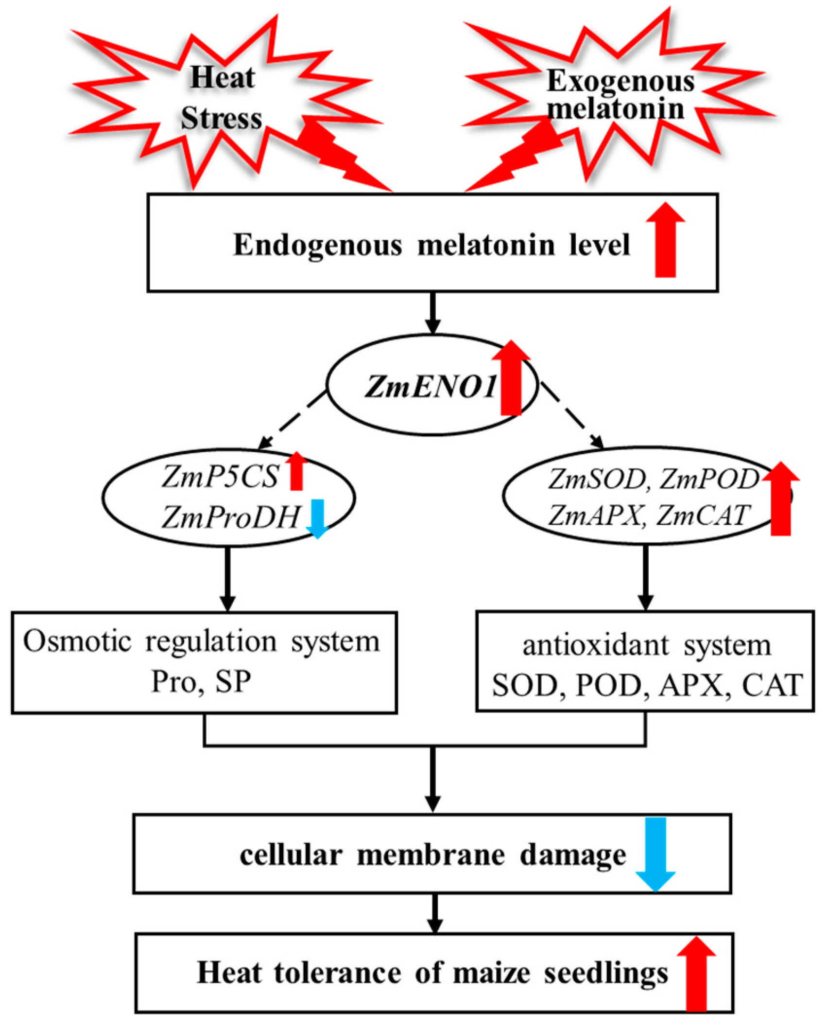 Antioxidants 13 01144 g005