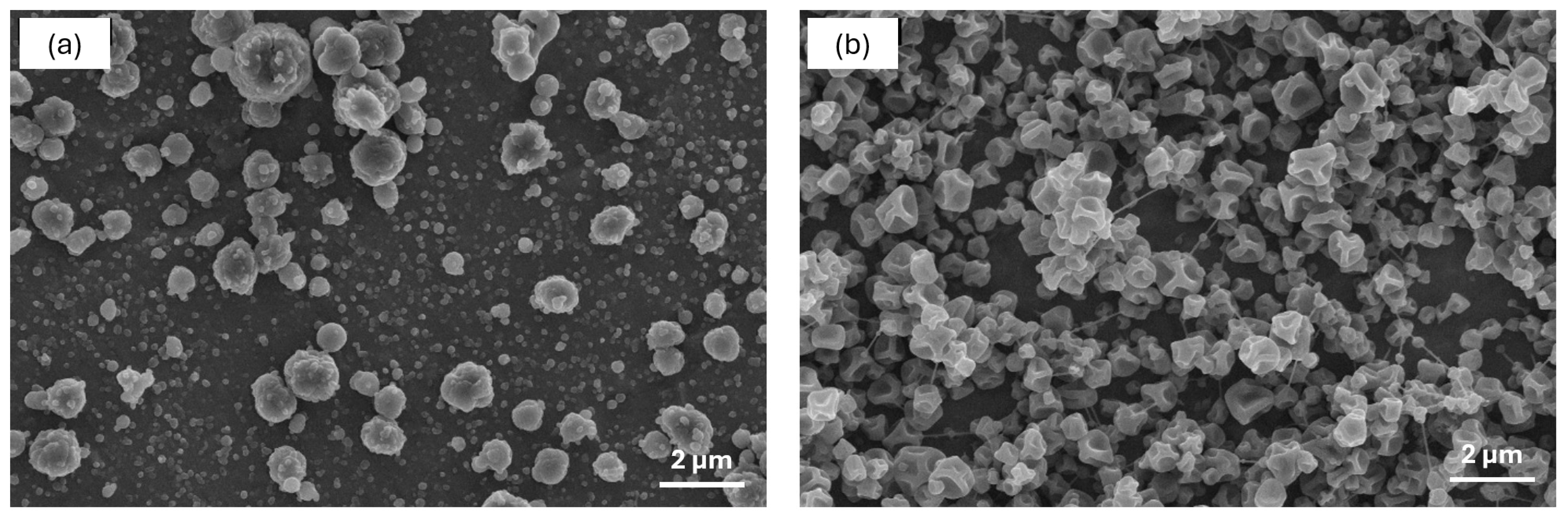 Antioxidants 13 01145 g001