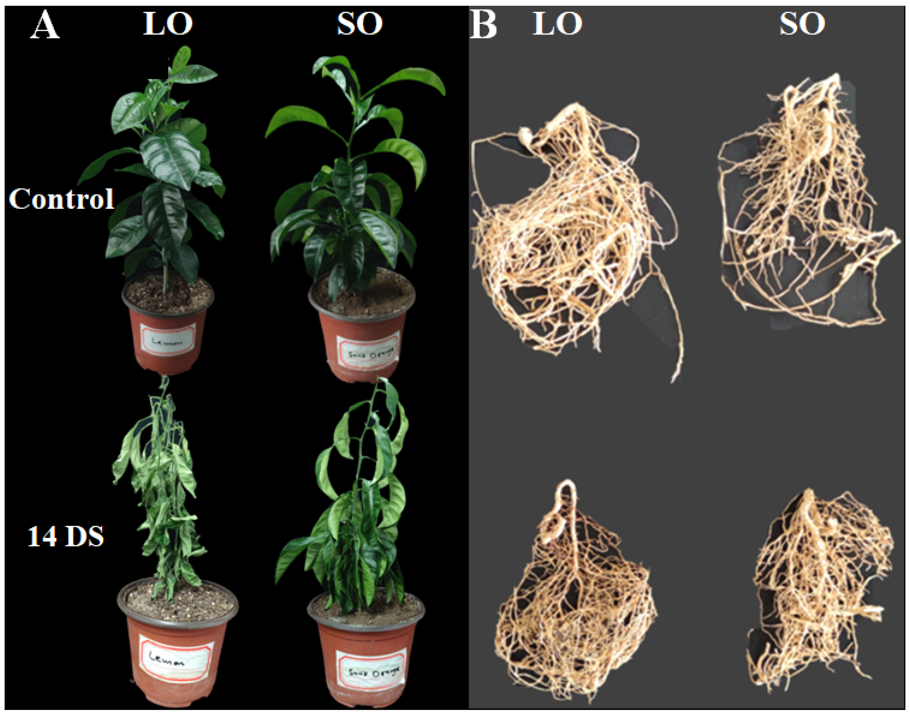 Antioxidants 13 01149 g001