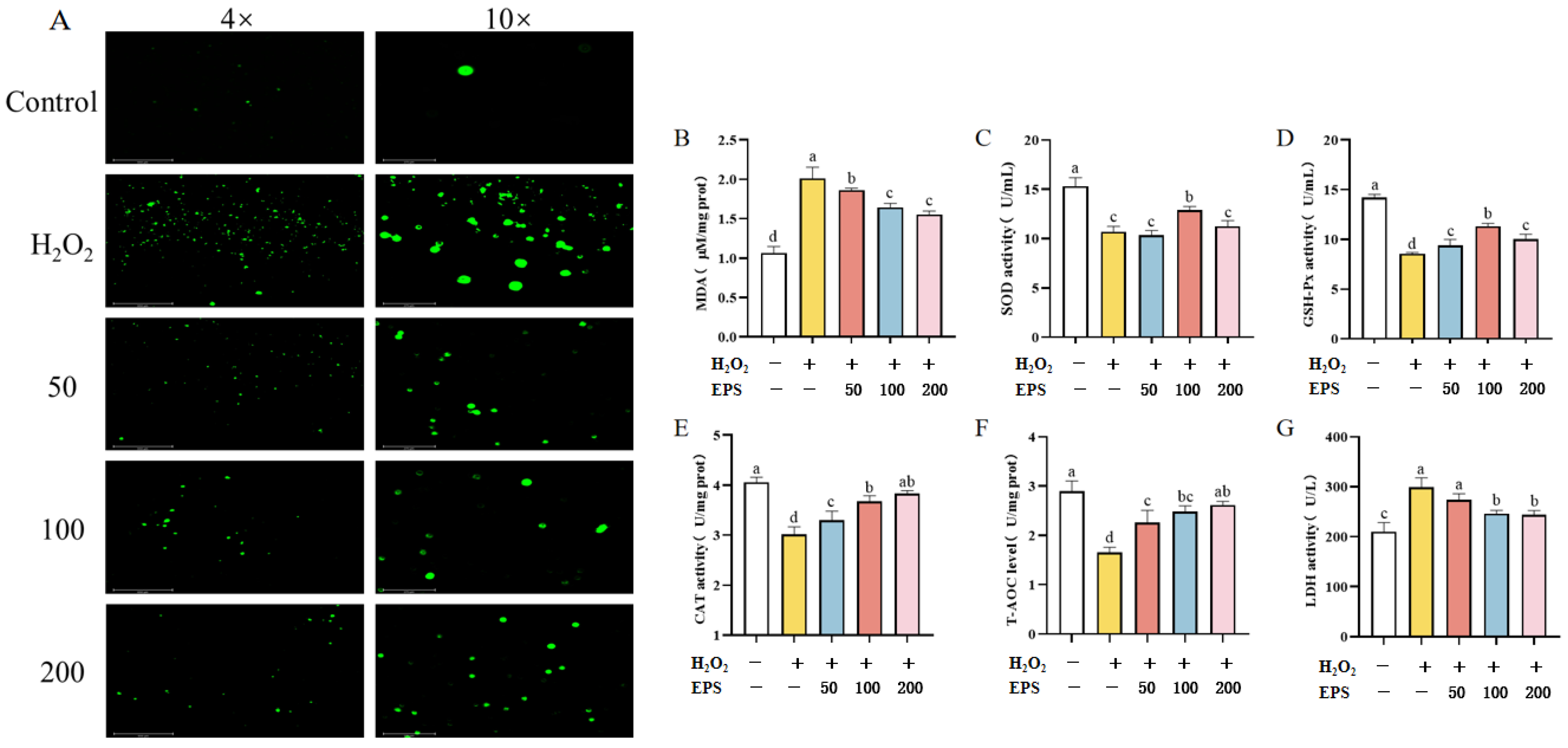 Antioxidants 13 01150 g004