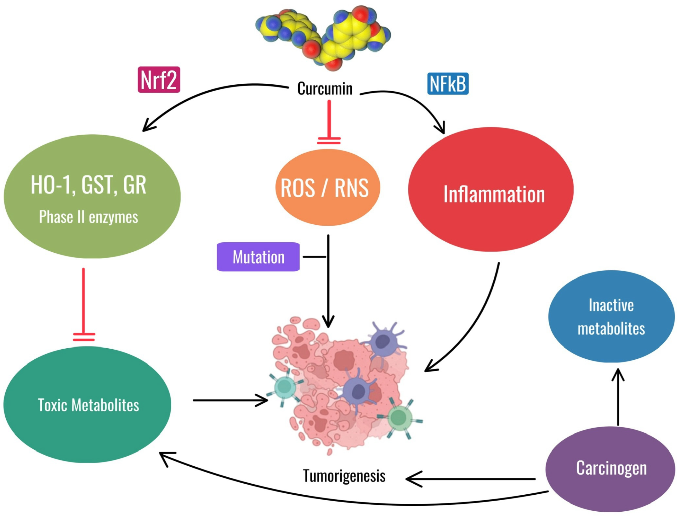 Antioxidants 13 01160 g007