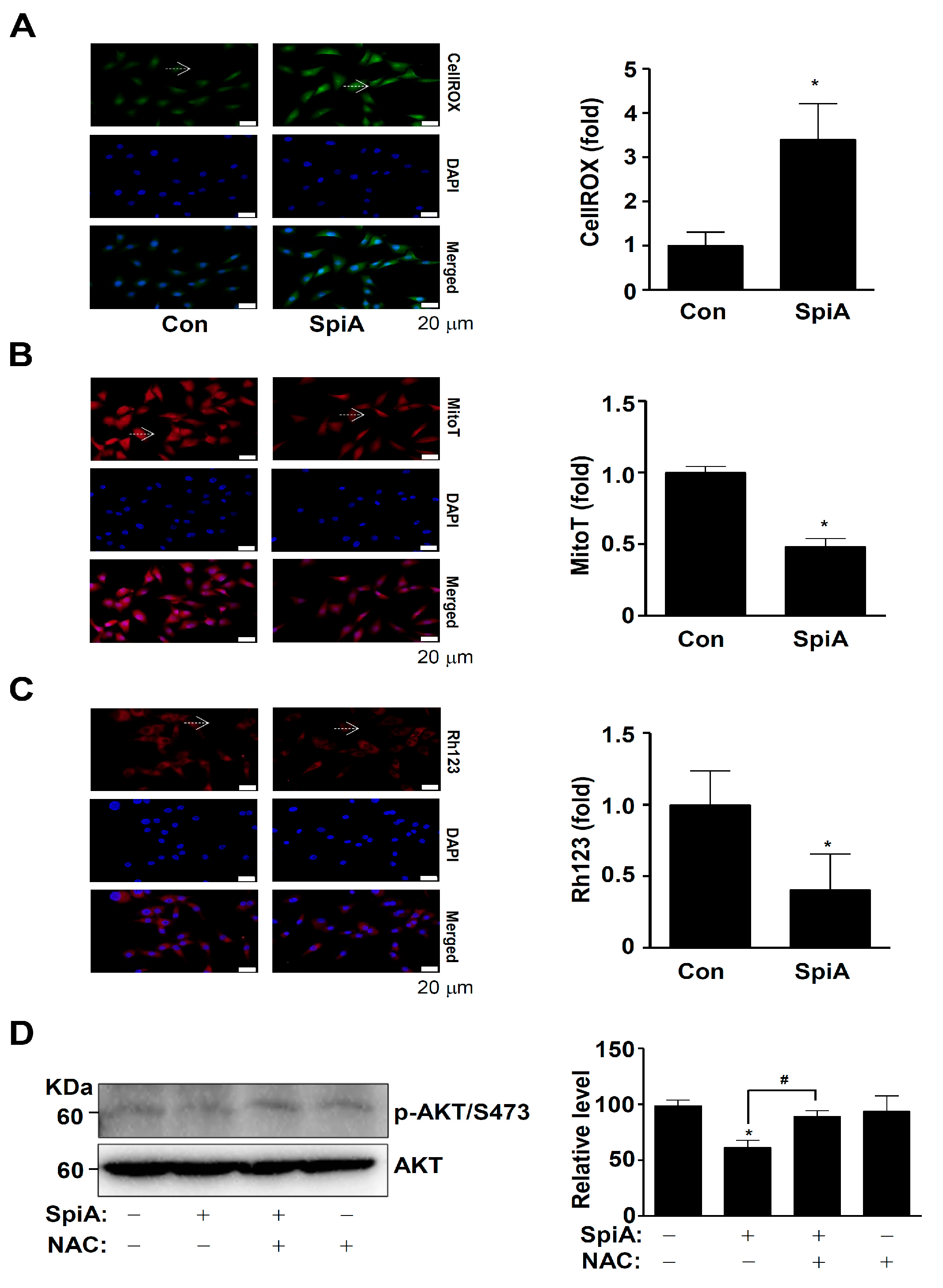 Antioxidants 13 01162 g005