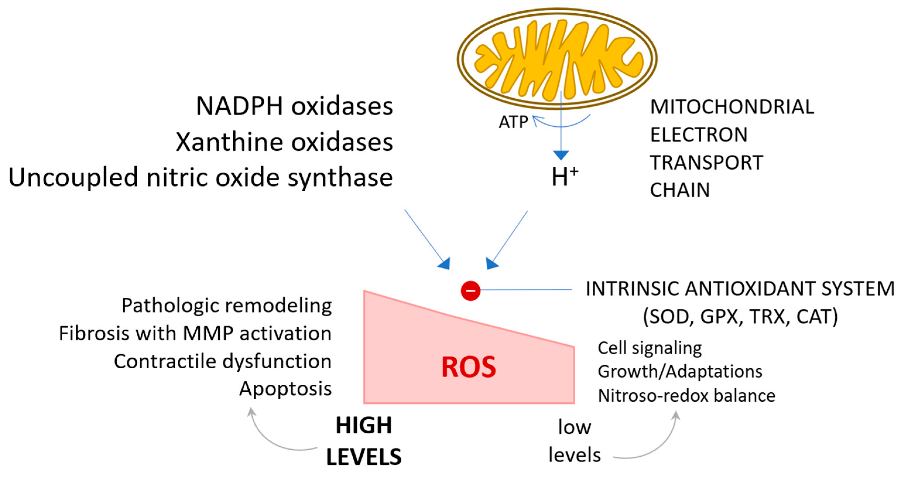 Antioxidants 13 01163 g001