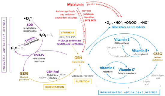 Antioxidants 13 01163 g002