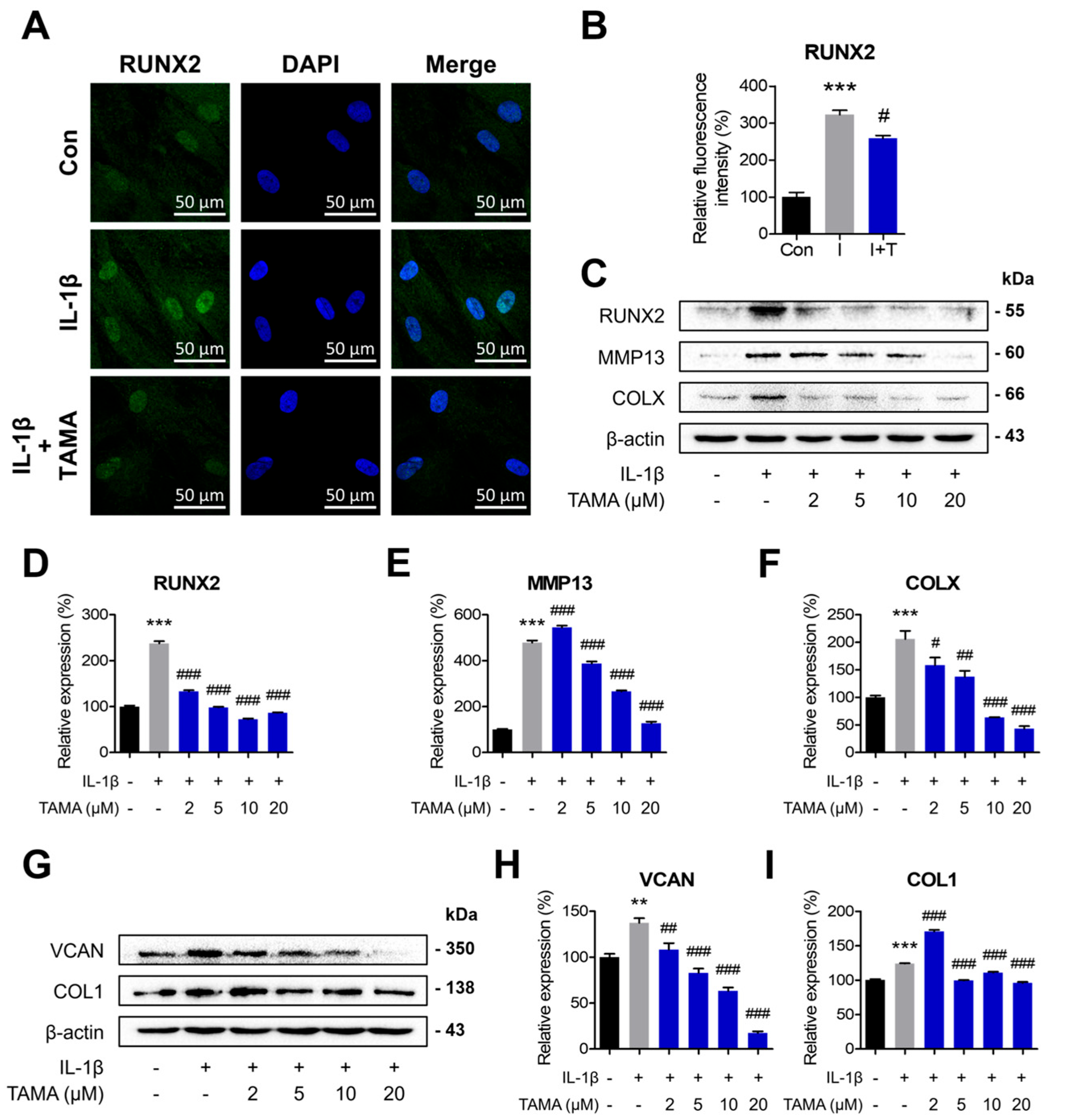 Antioxidants 13 01166 g003