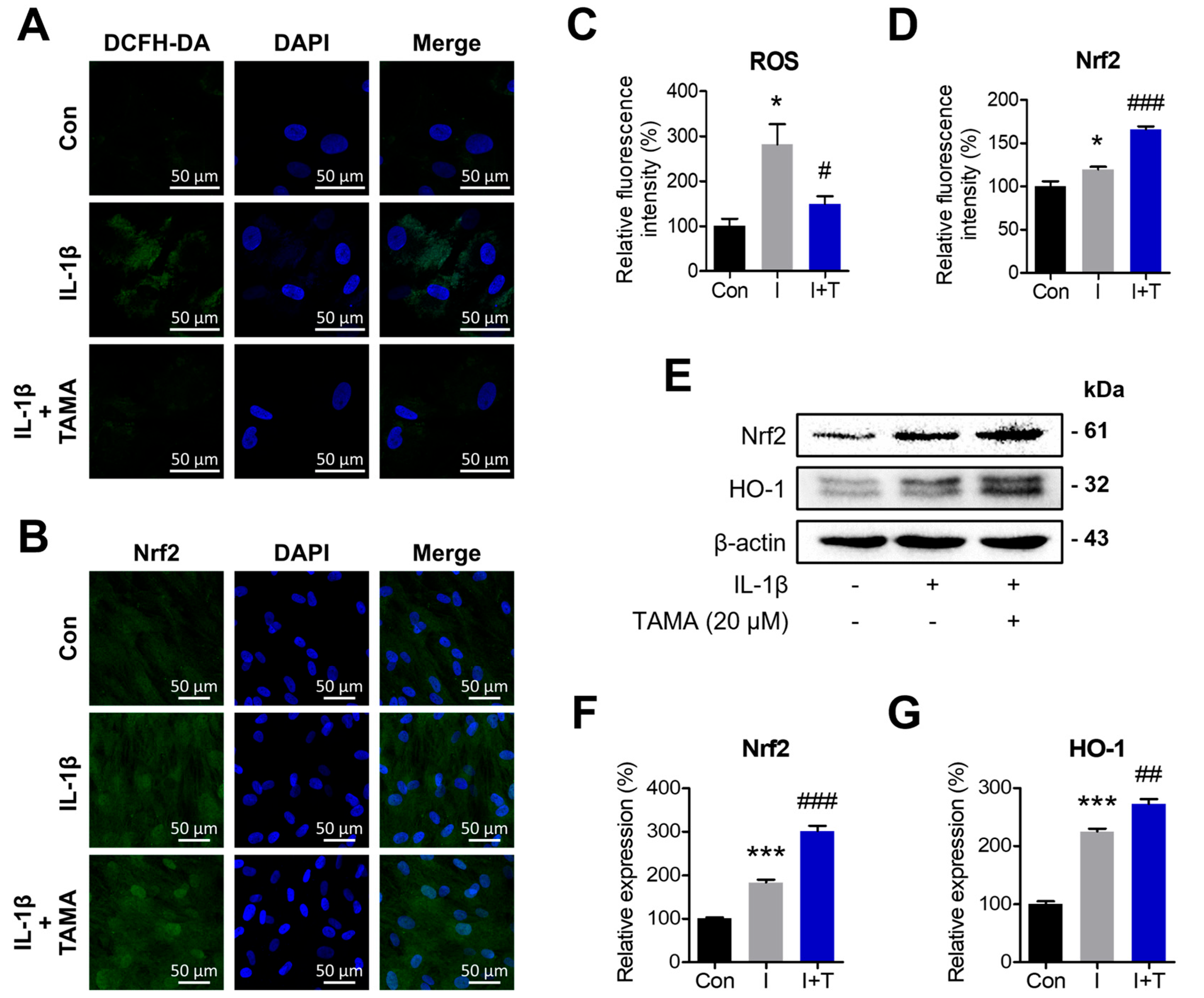 Antioxidants 13 01166 g004