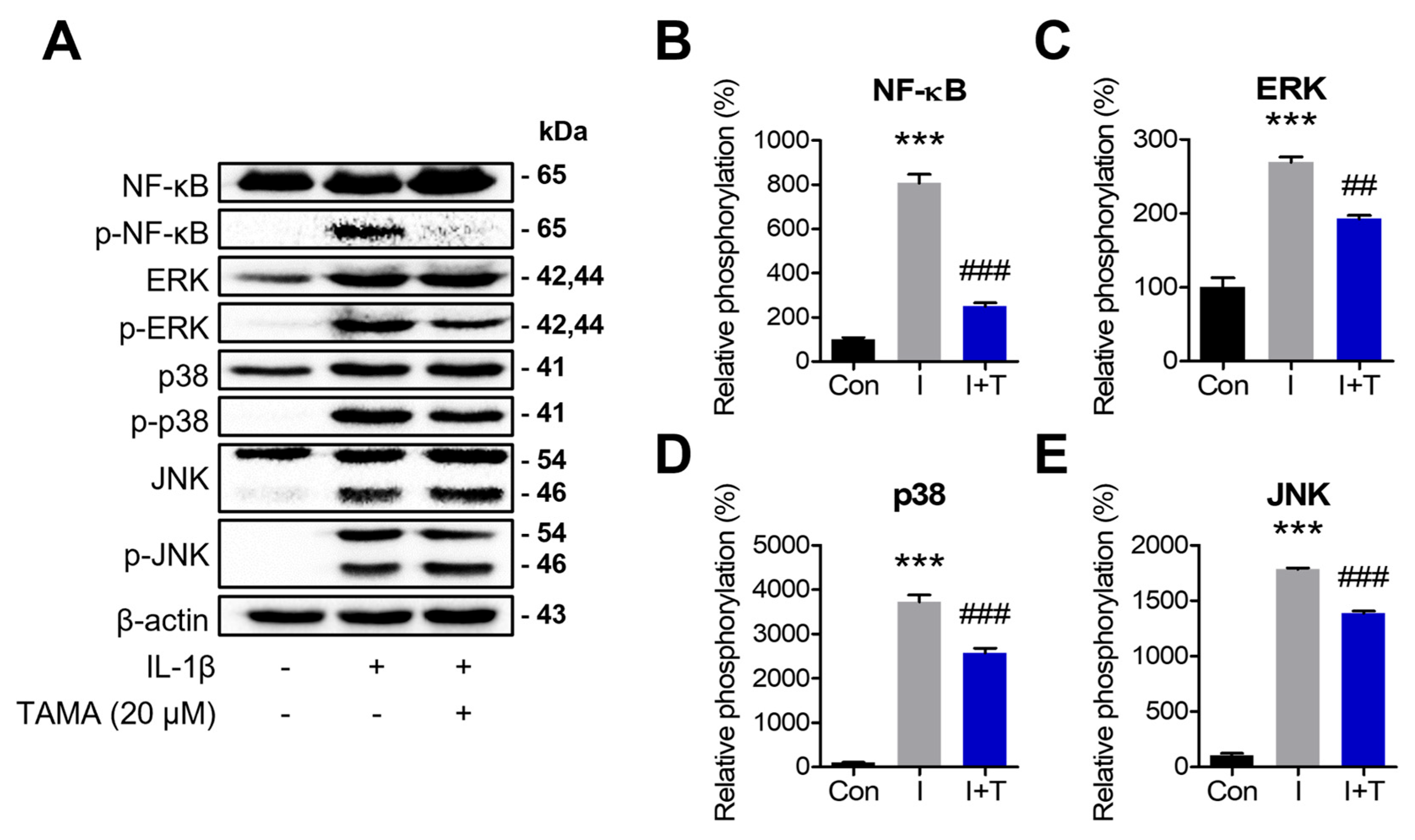 Antioxidants 13 01166 g005