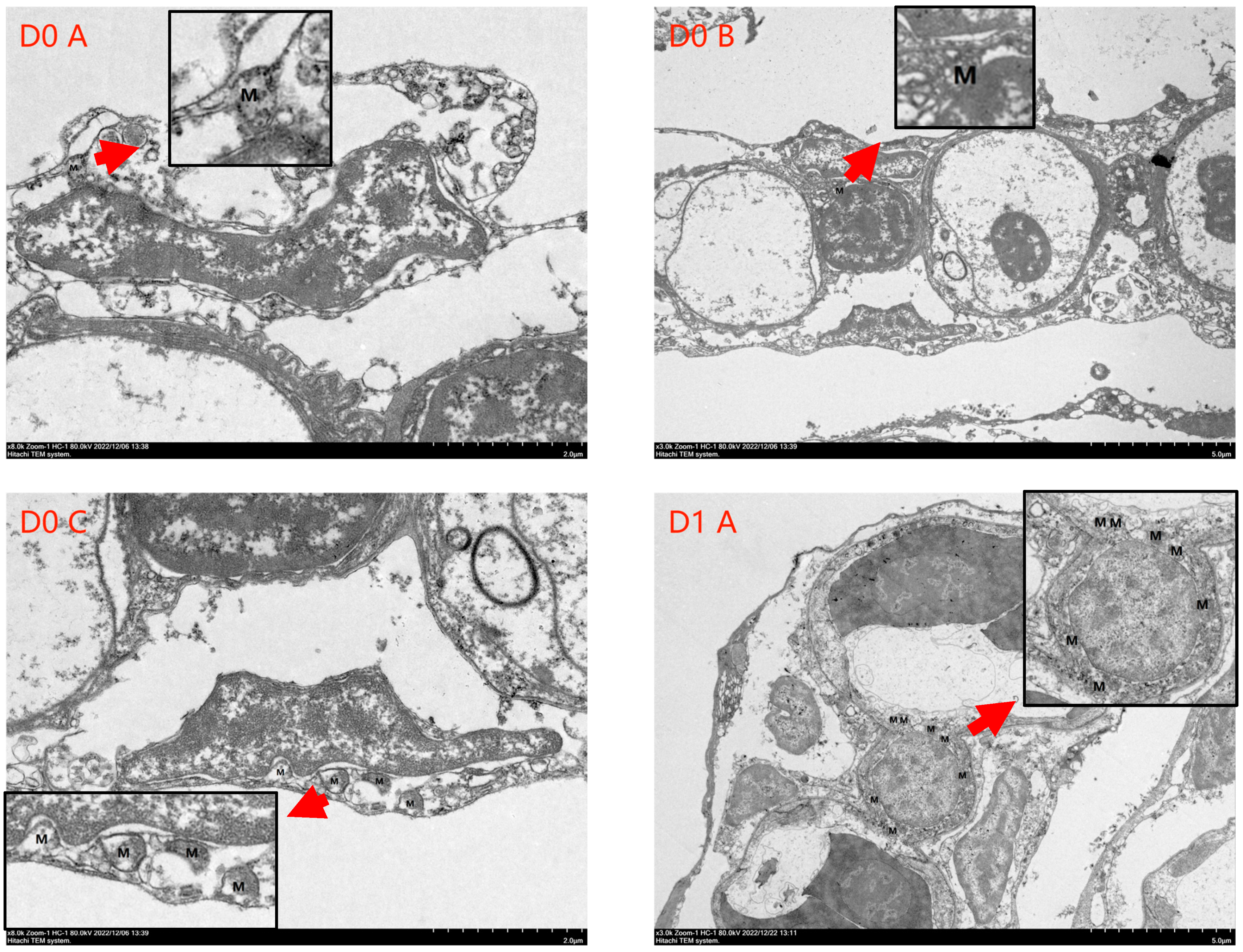 Antioxidants 13 01169 g004a Antioxidants 13 01169 g004a