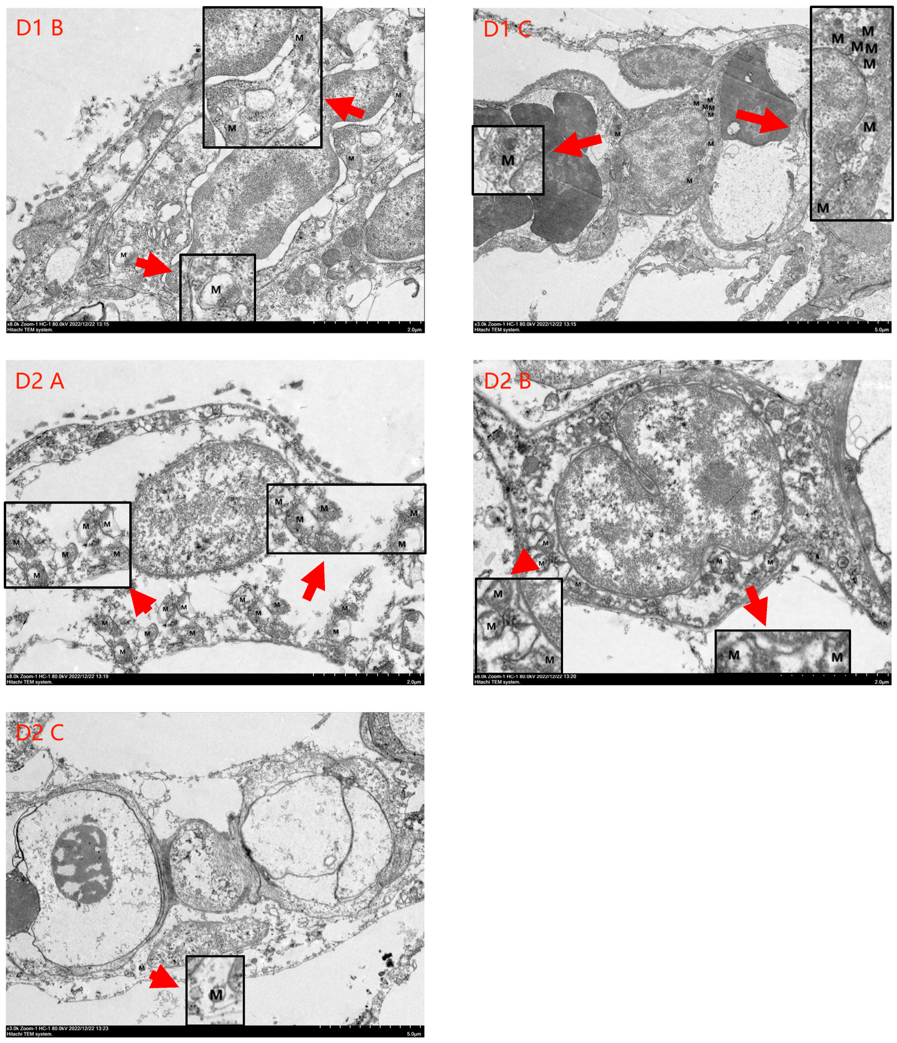 Antioxidants 13 01169 g004b Antioxidants 13 01169 g004b