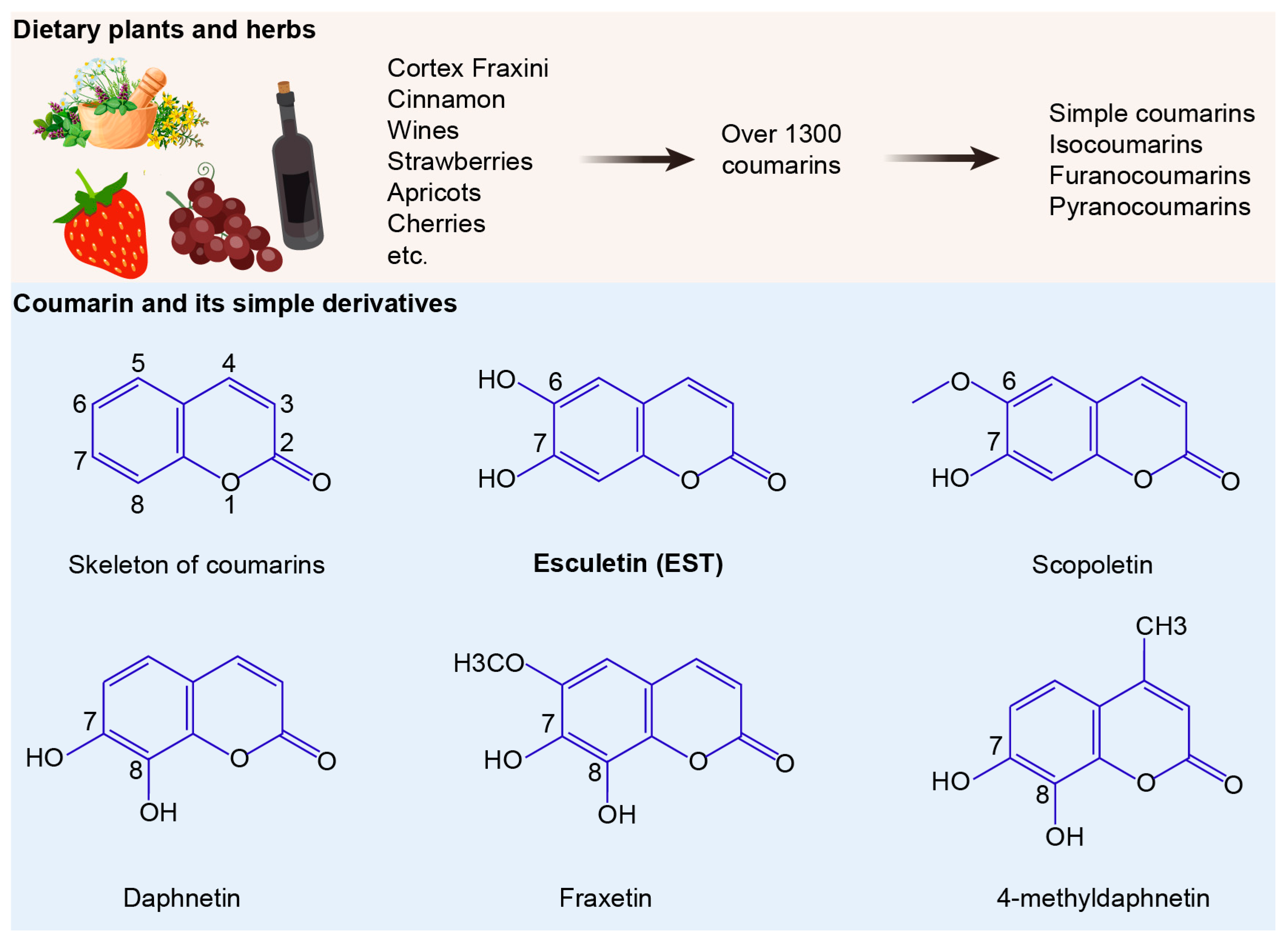 Antioxidants 13 01170 g001