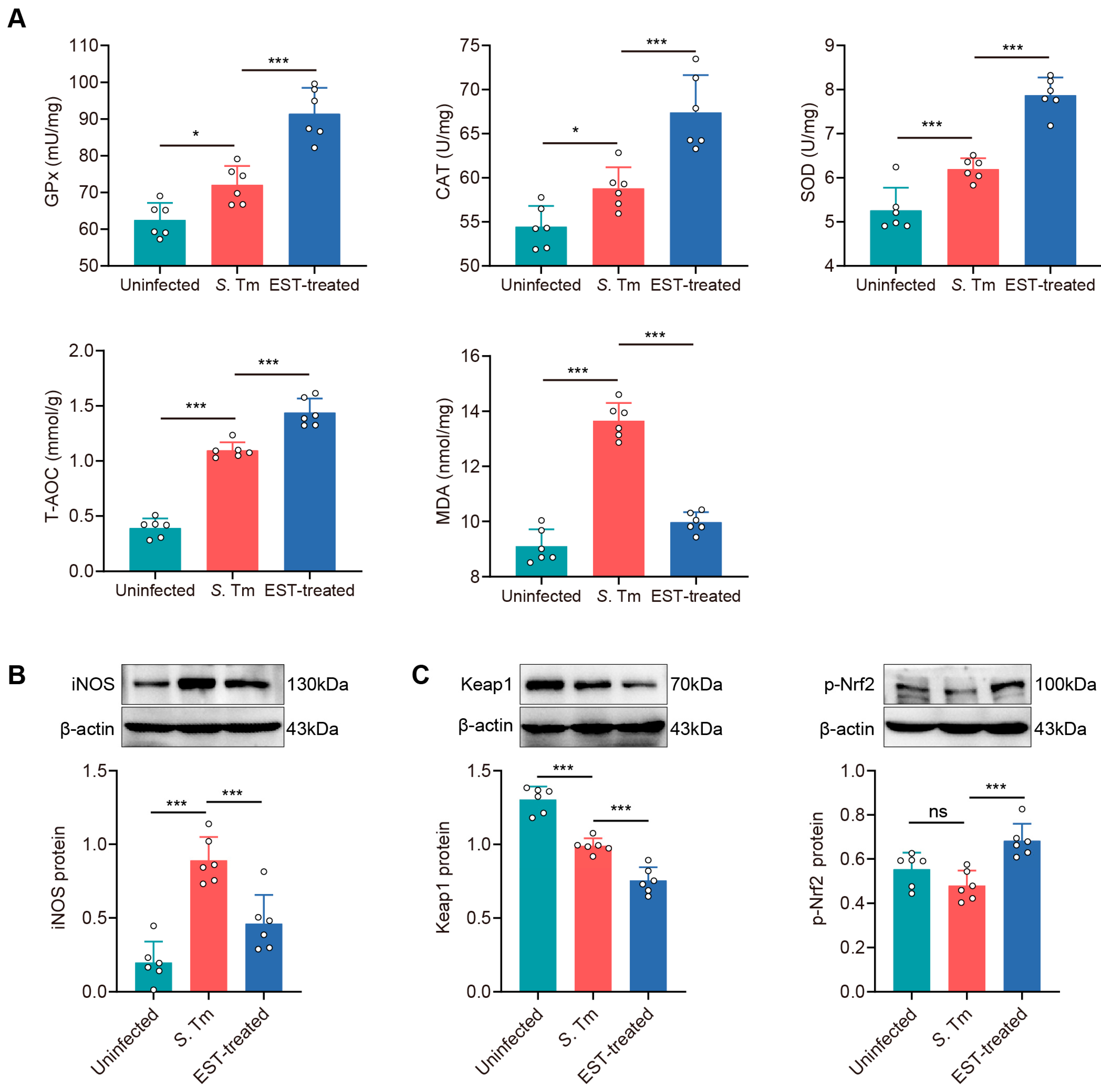 Antioxidants 13 01170 g007