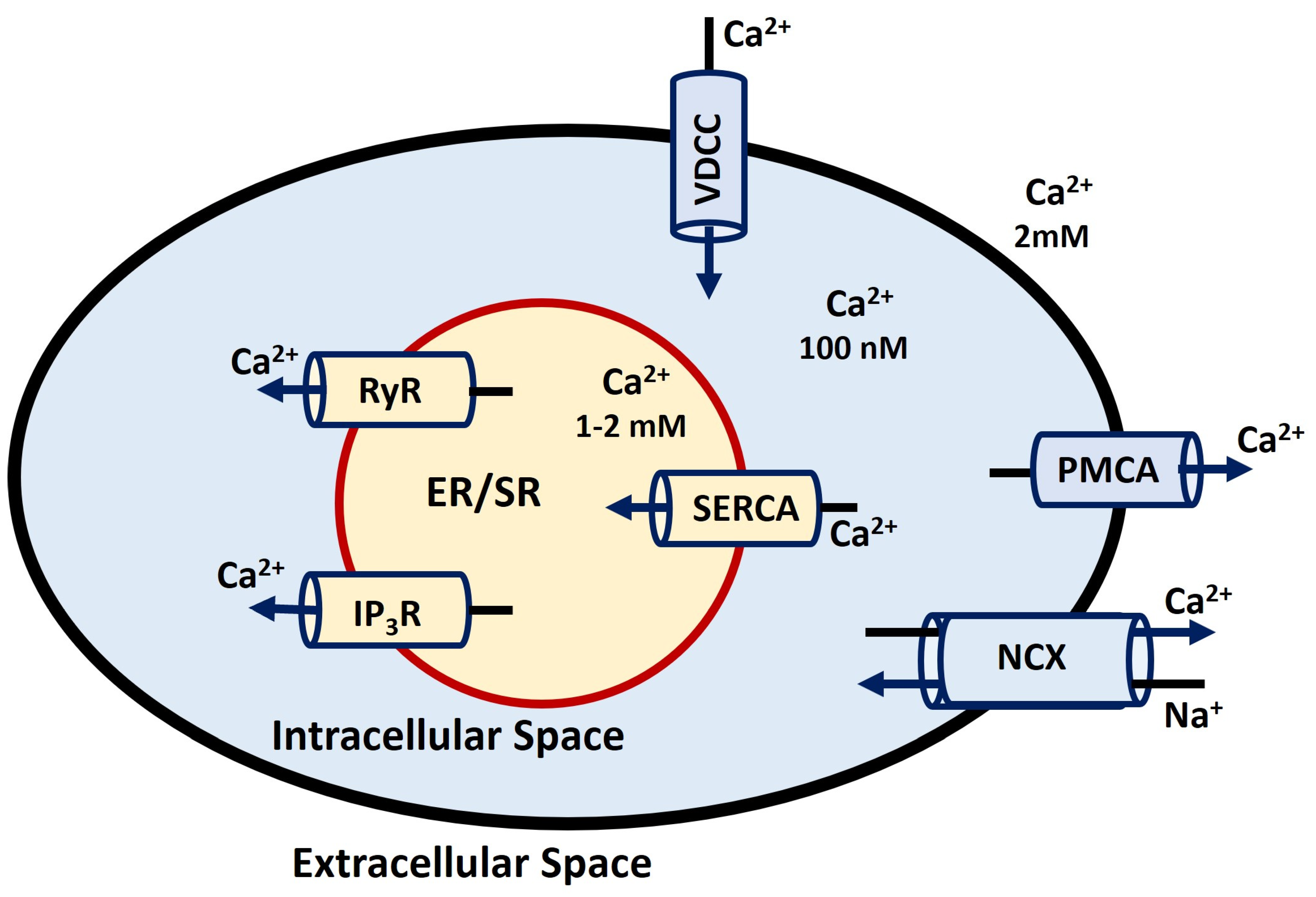 Antioxidants 13 01172 g005