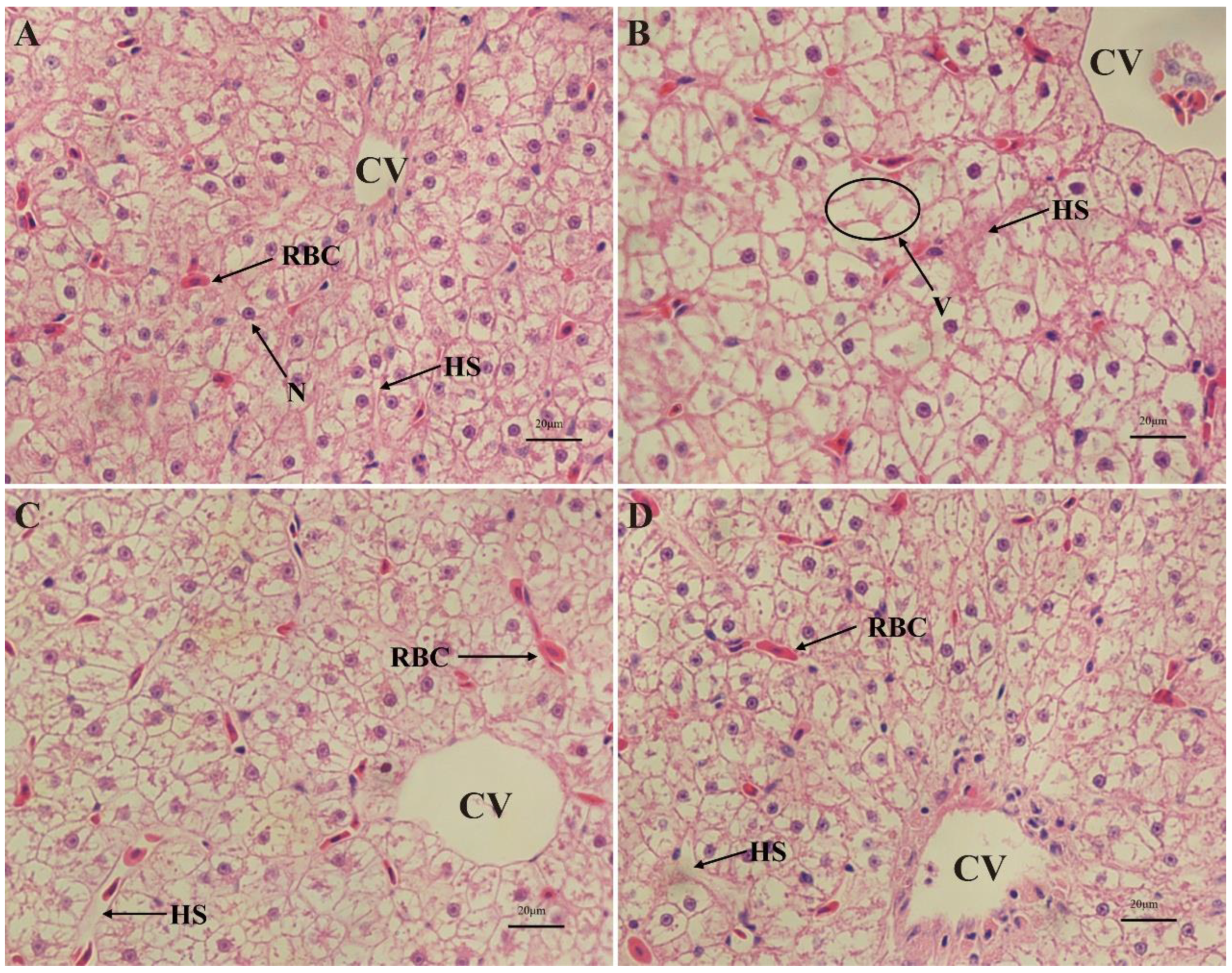 Antioxidants 13 01173 g003