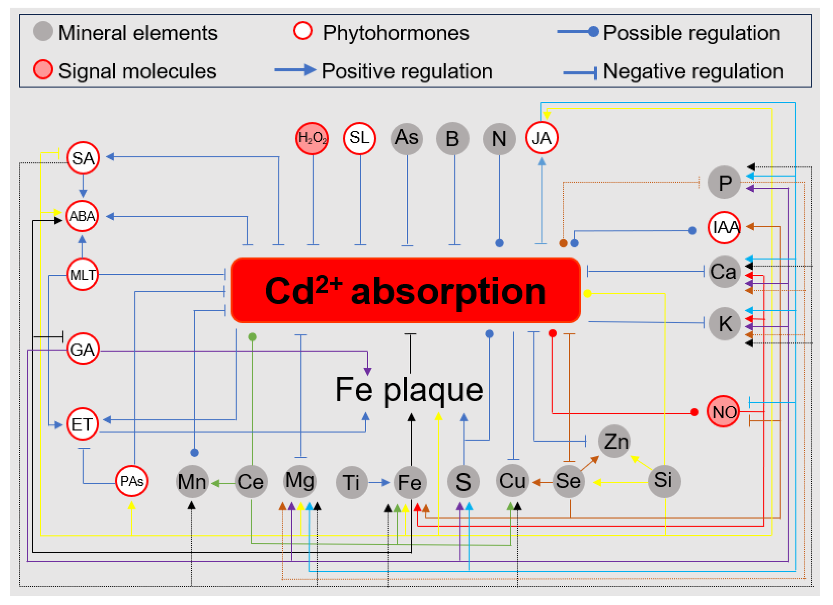 Antioxidants 13 01174 g003