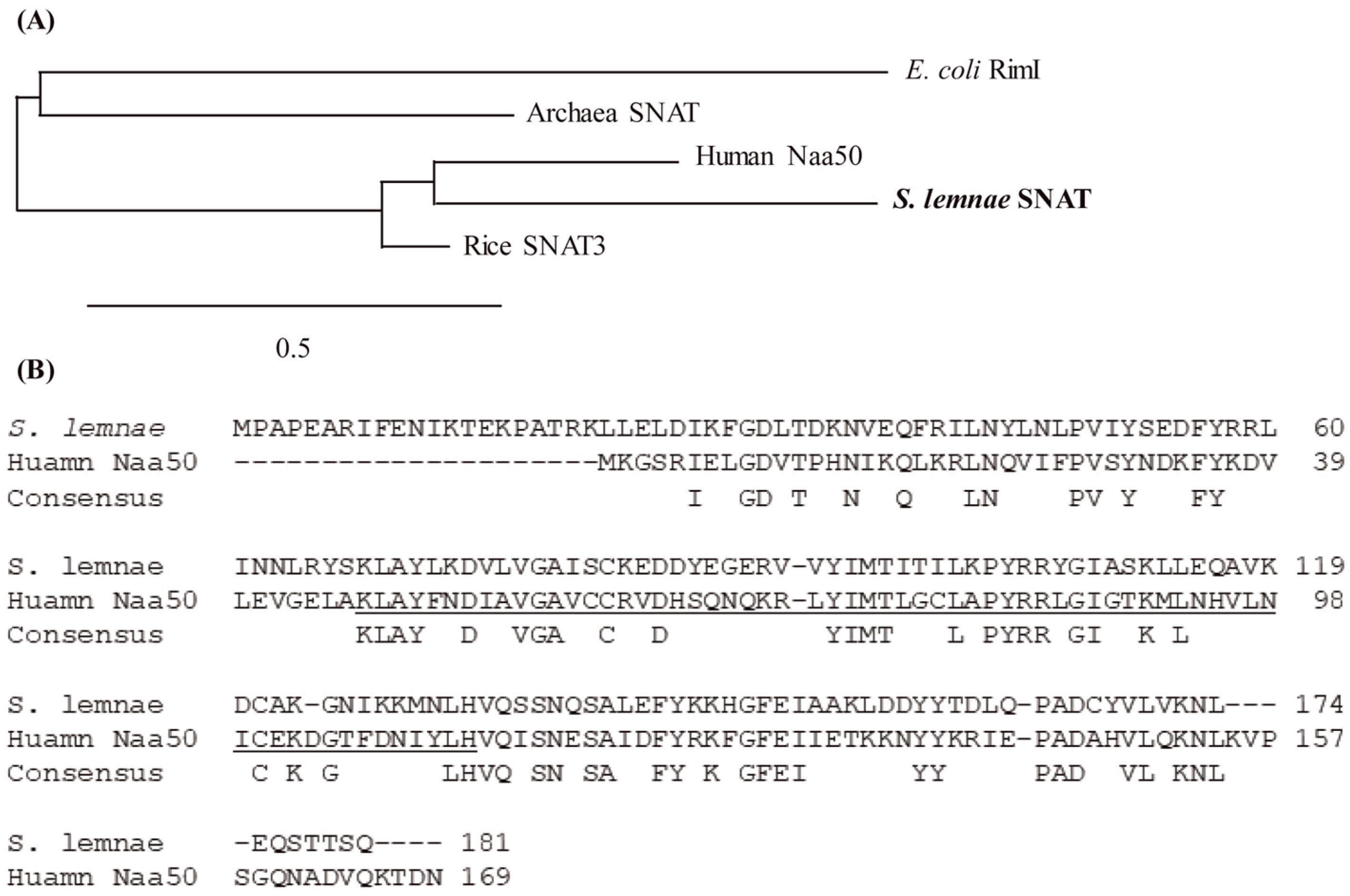 Antioxidants 13 01177 g001