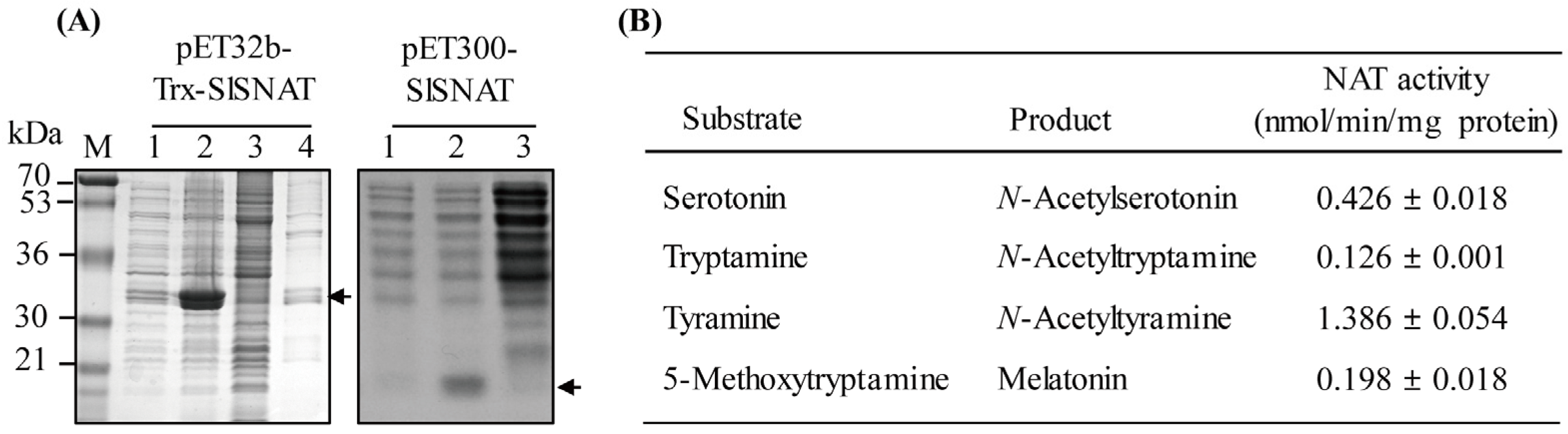 Antioxidants 13 01177 g003