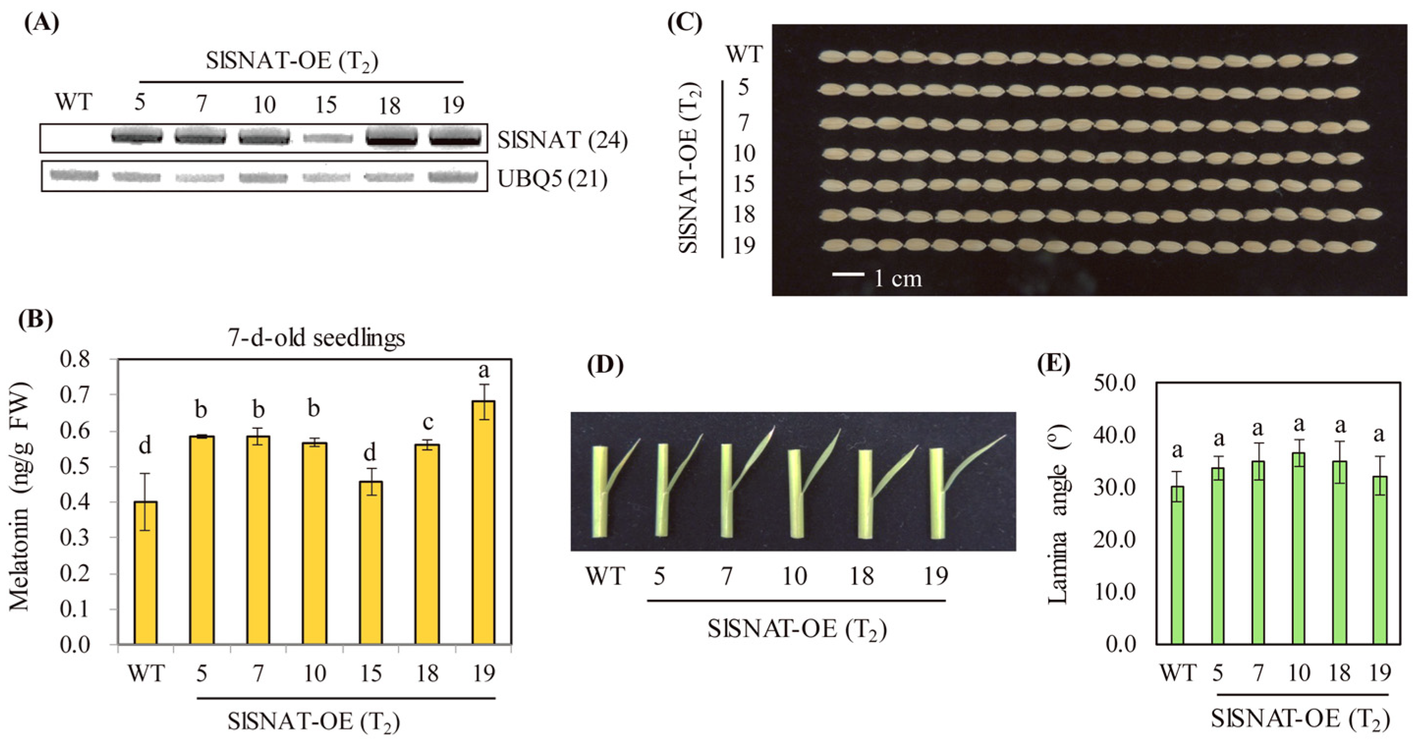 Antioxidants 13 01177 g005