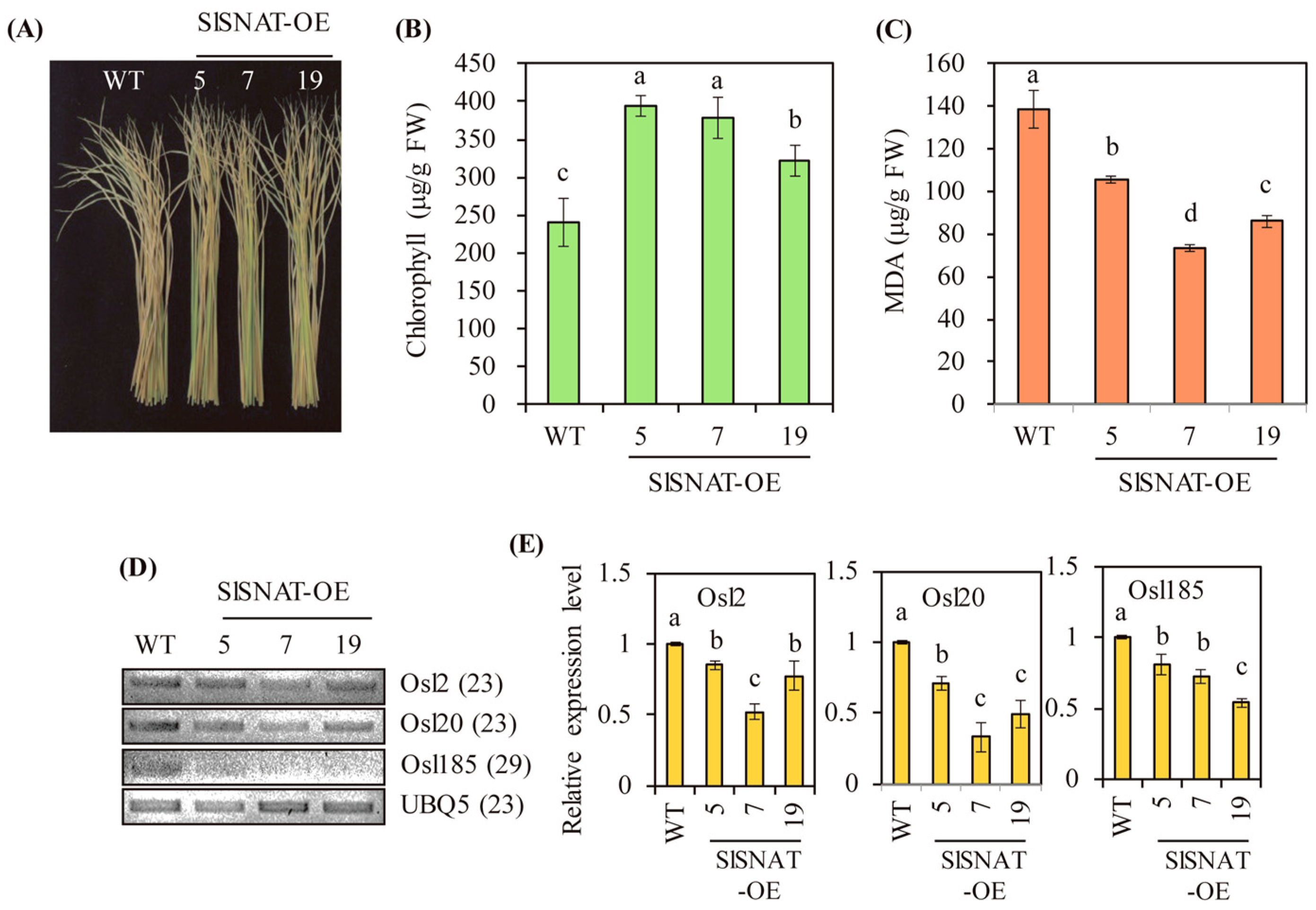 Antioxidants 13 01177 g006