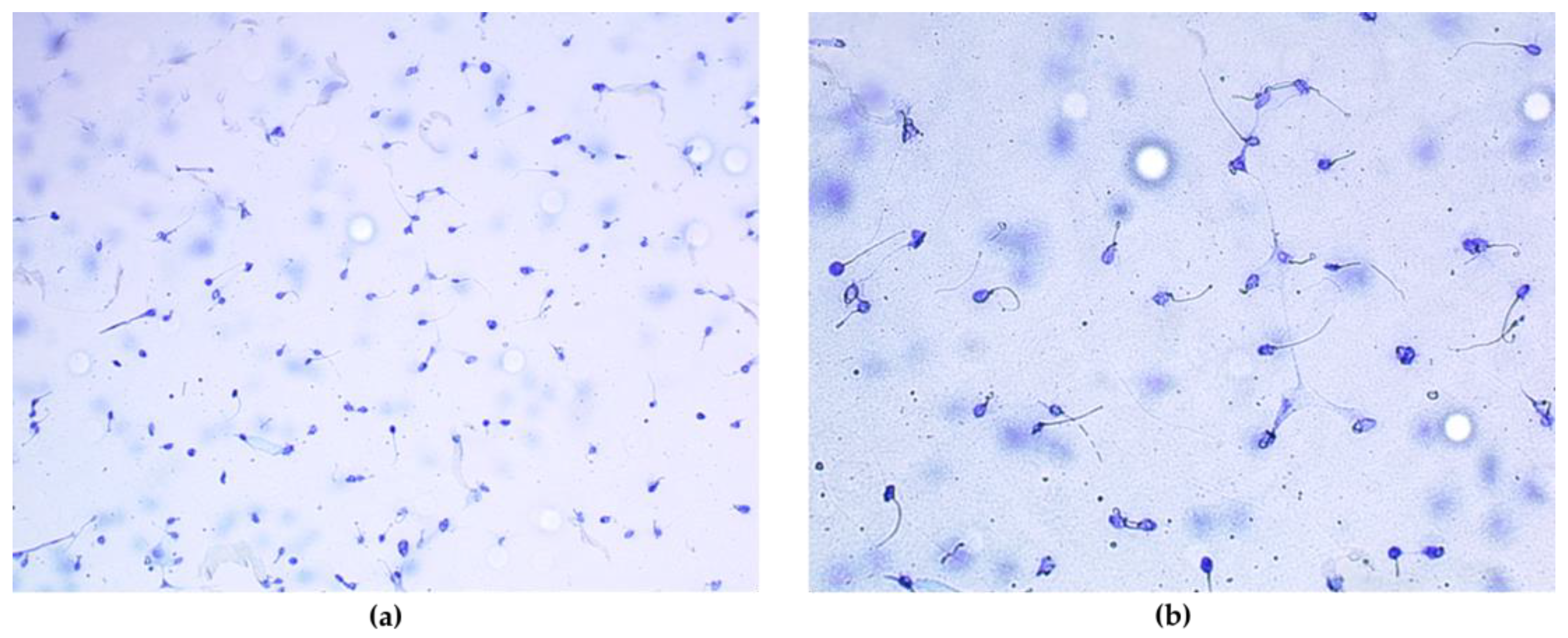 Antioxidants 13 01181 g001