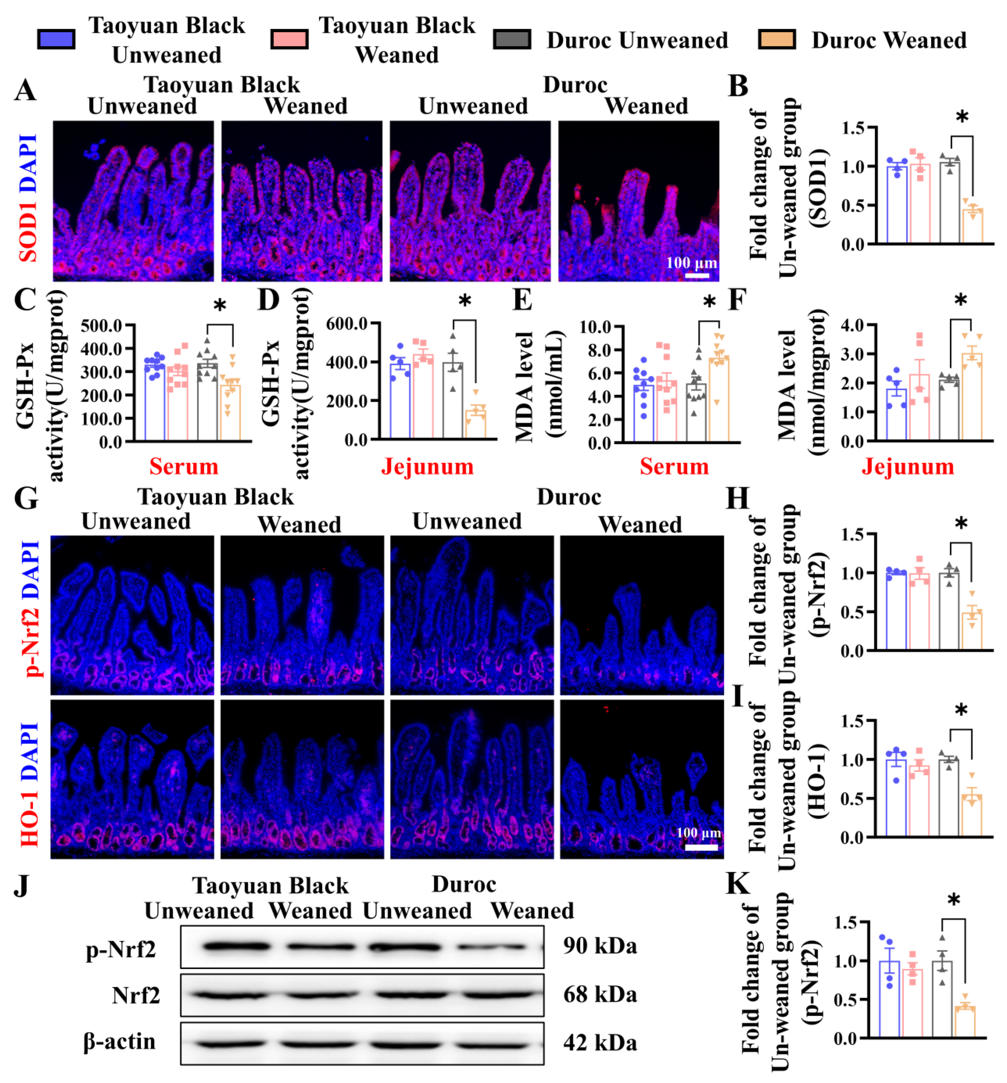 Antioxidants 13 01188 g004