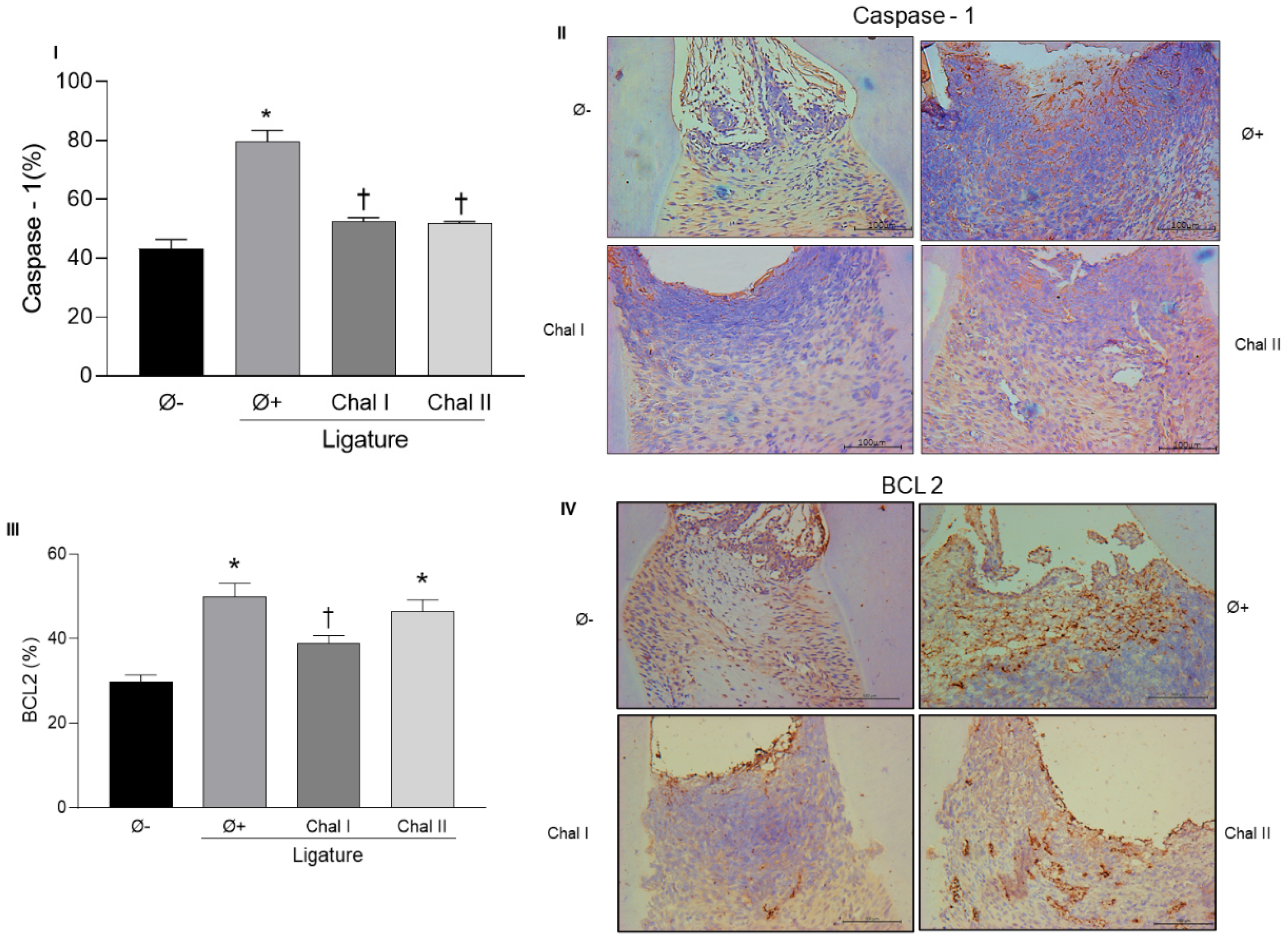 Antioxidants 13 01192 g004