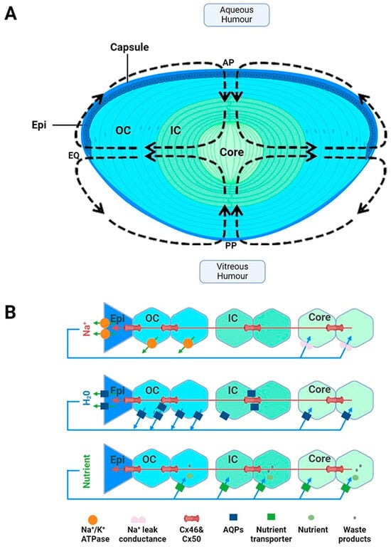 Antioxidants 13 01193 g001