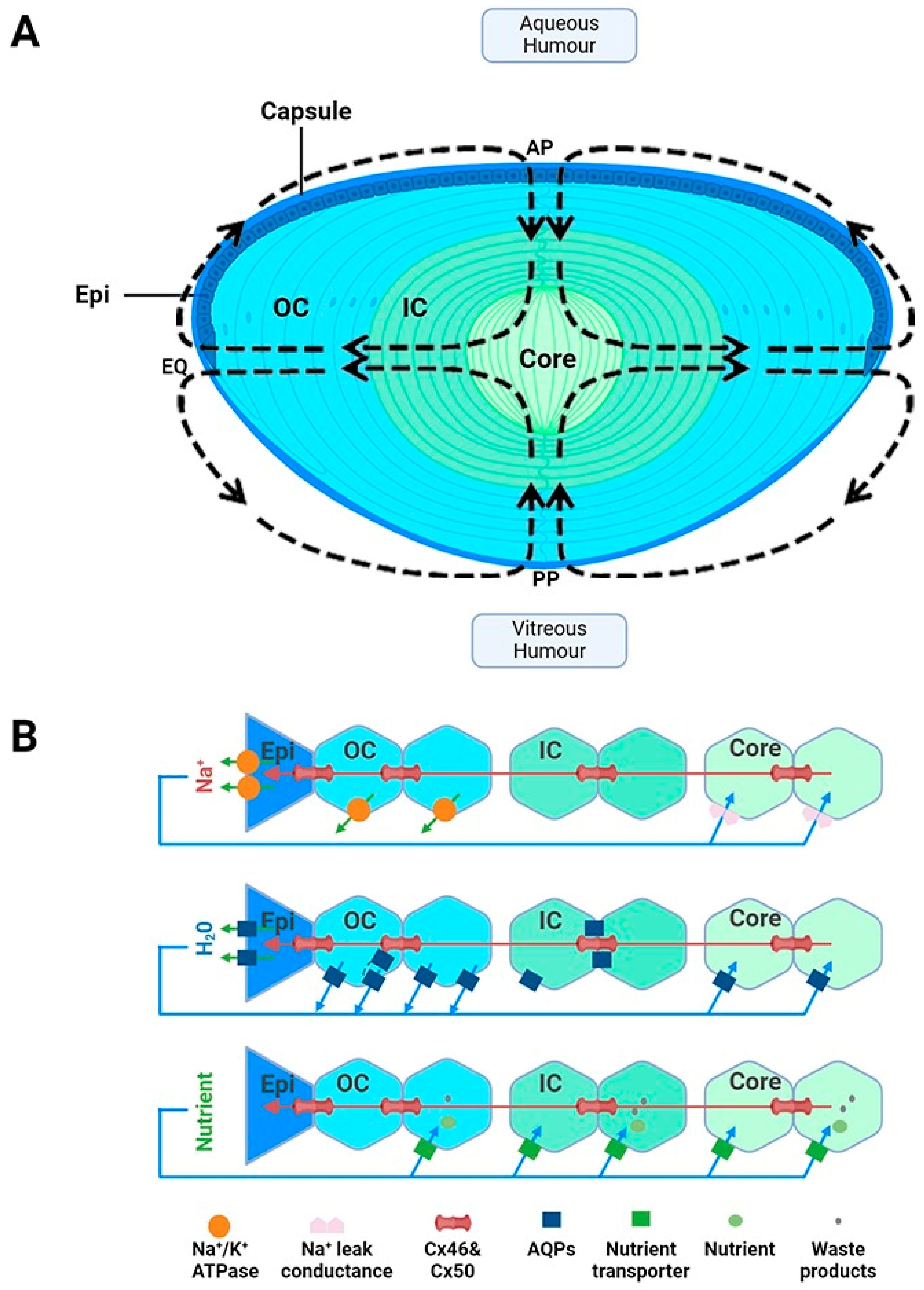 Antioxidants 13 01193 g001