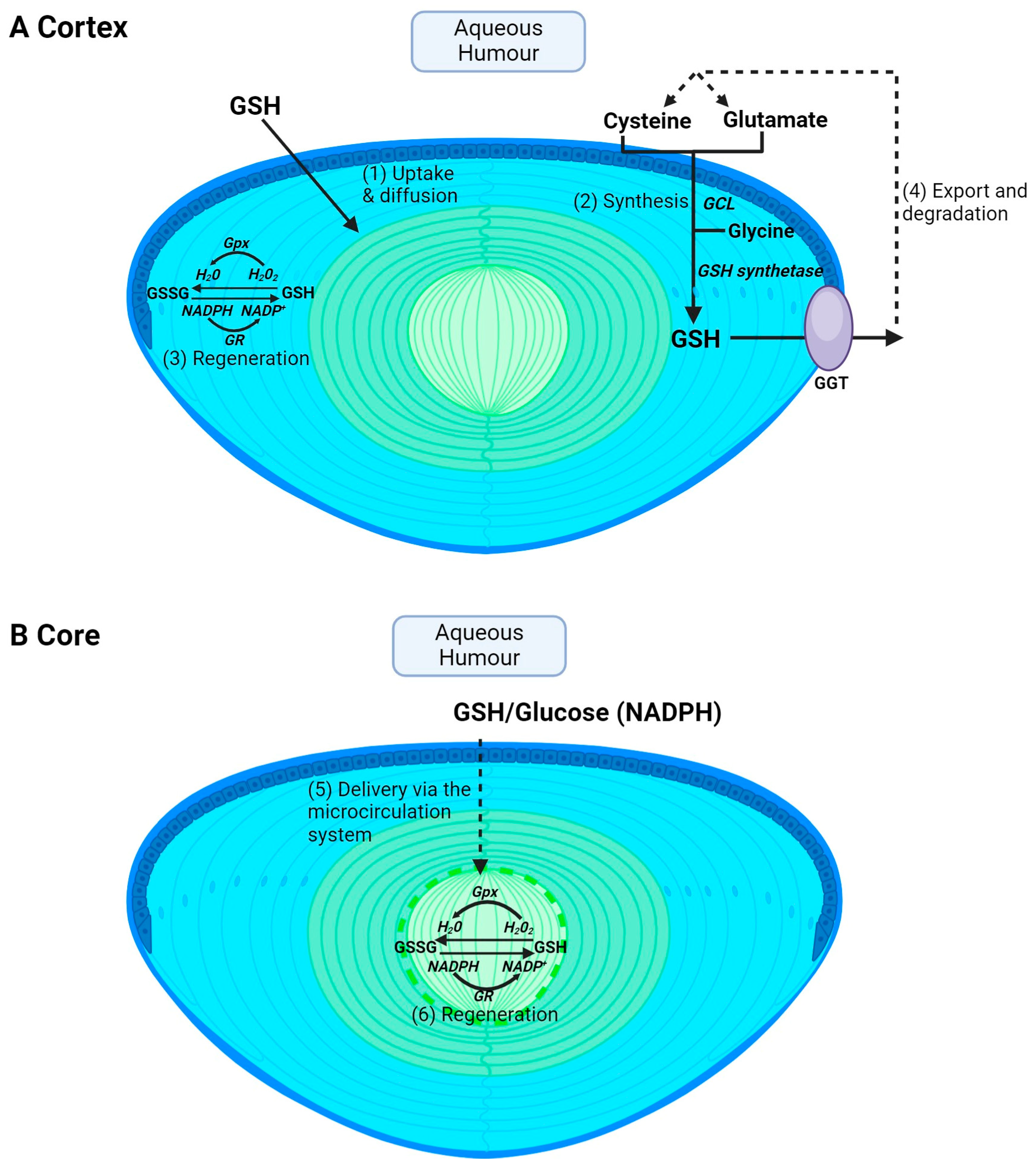 Antioxidants 13 01193 g002