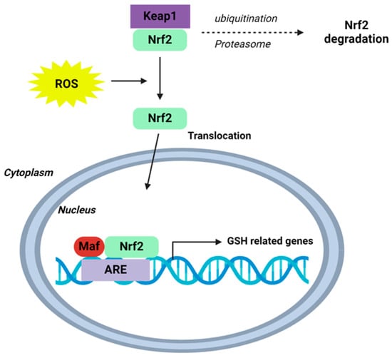 Antioxidants 13 01193 g003
