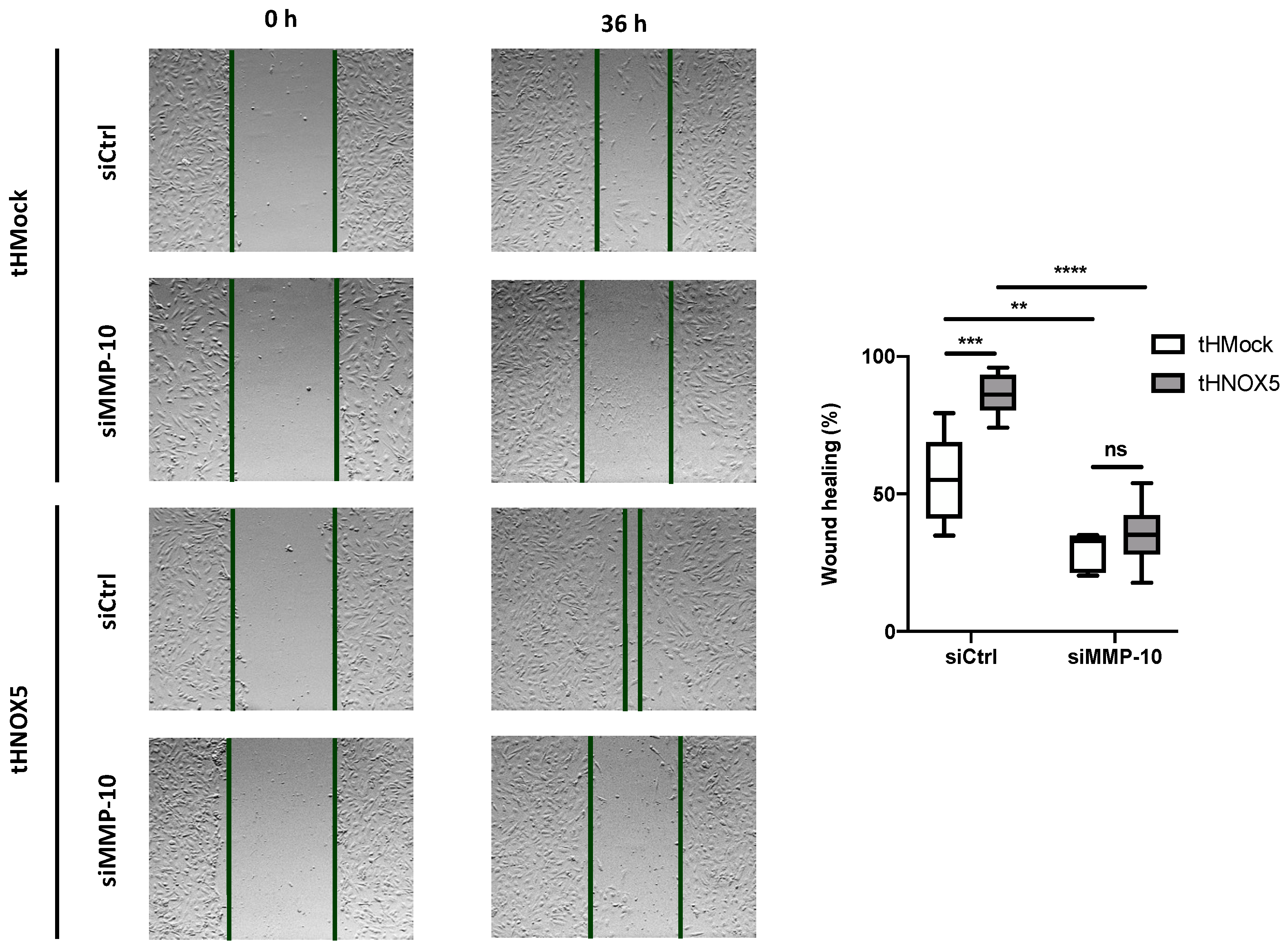 Antioxidants 13 01199 g005