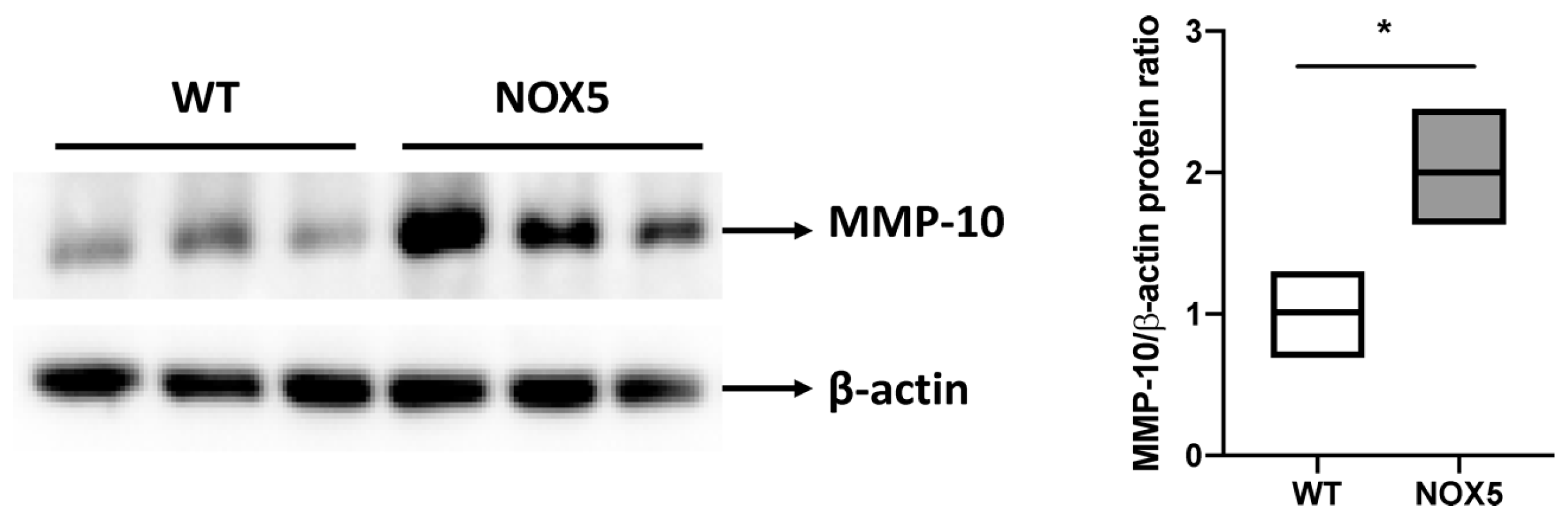 Antioxidants 13 01199 g009