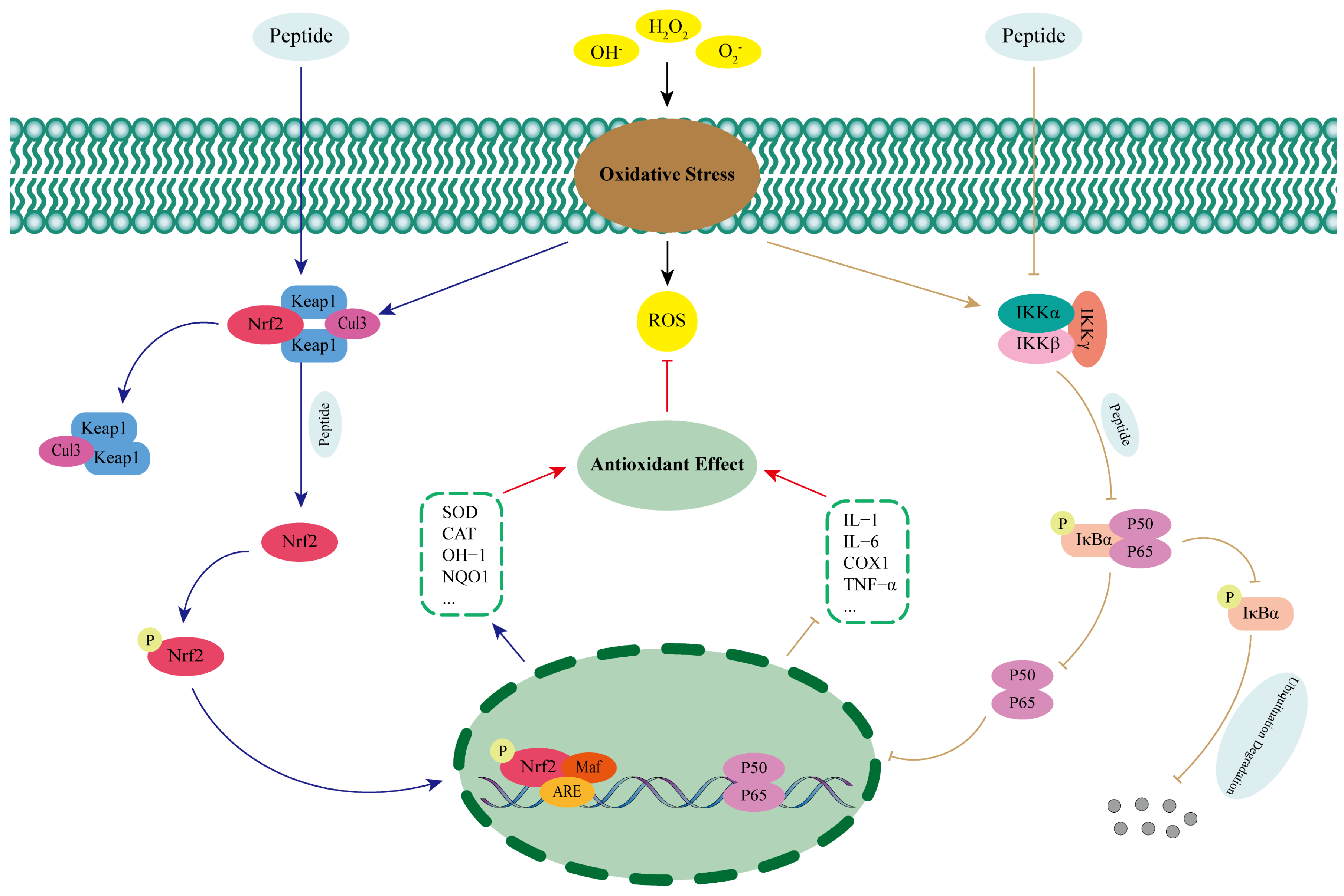 Antioxidants 13 01203 g002