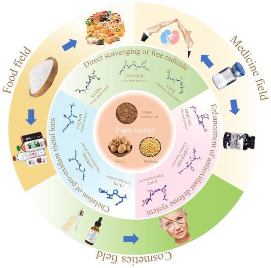 Antioxidants 13 01203 g003