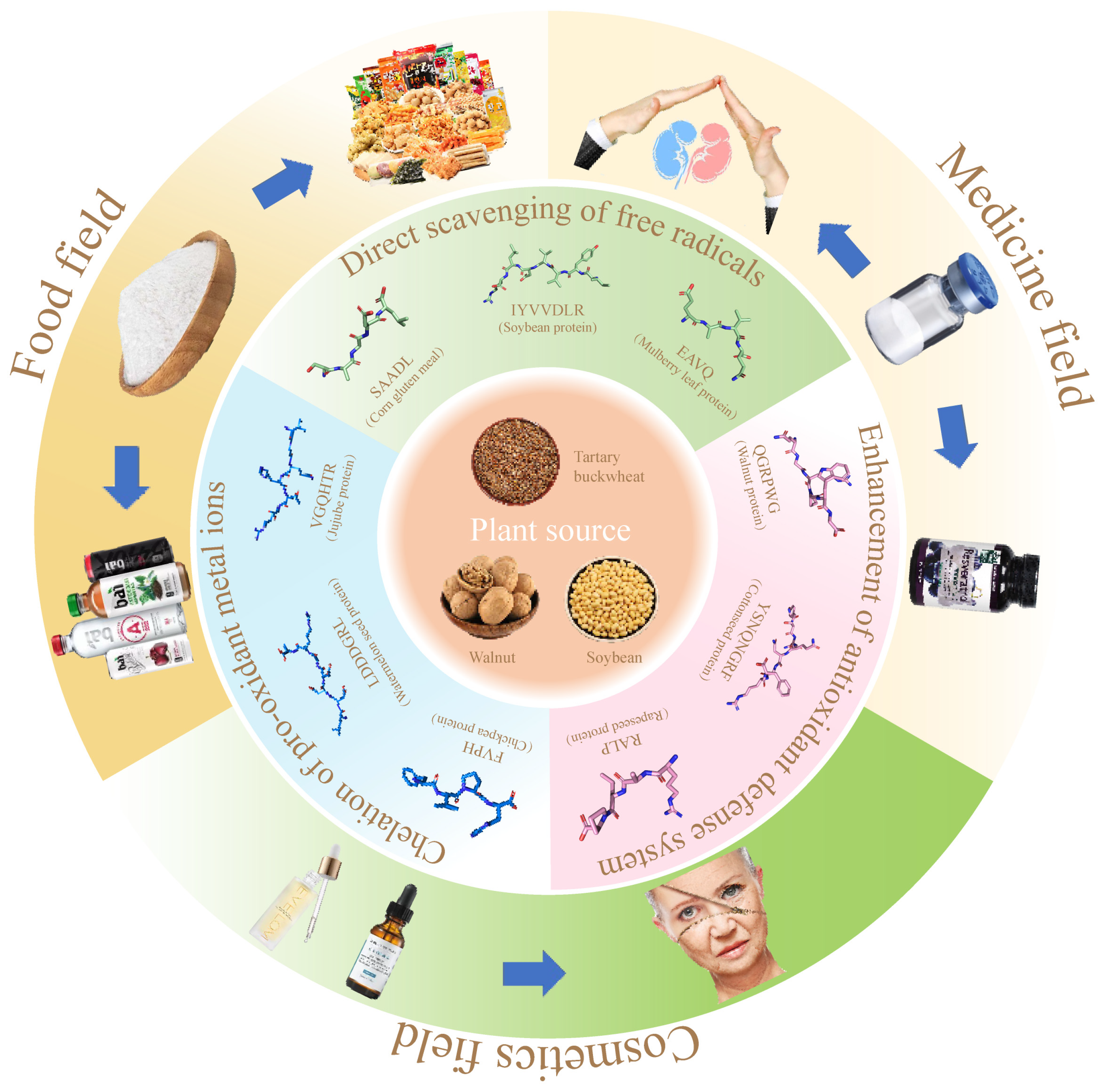 Antioxidants 13 01203 g003