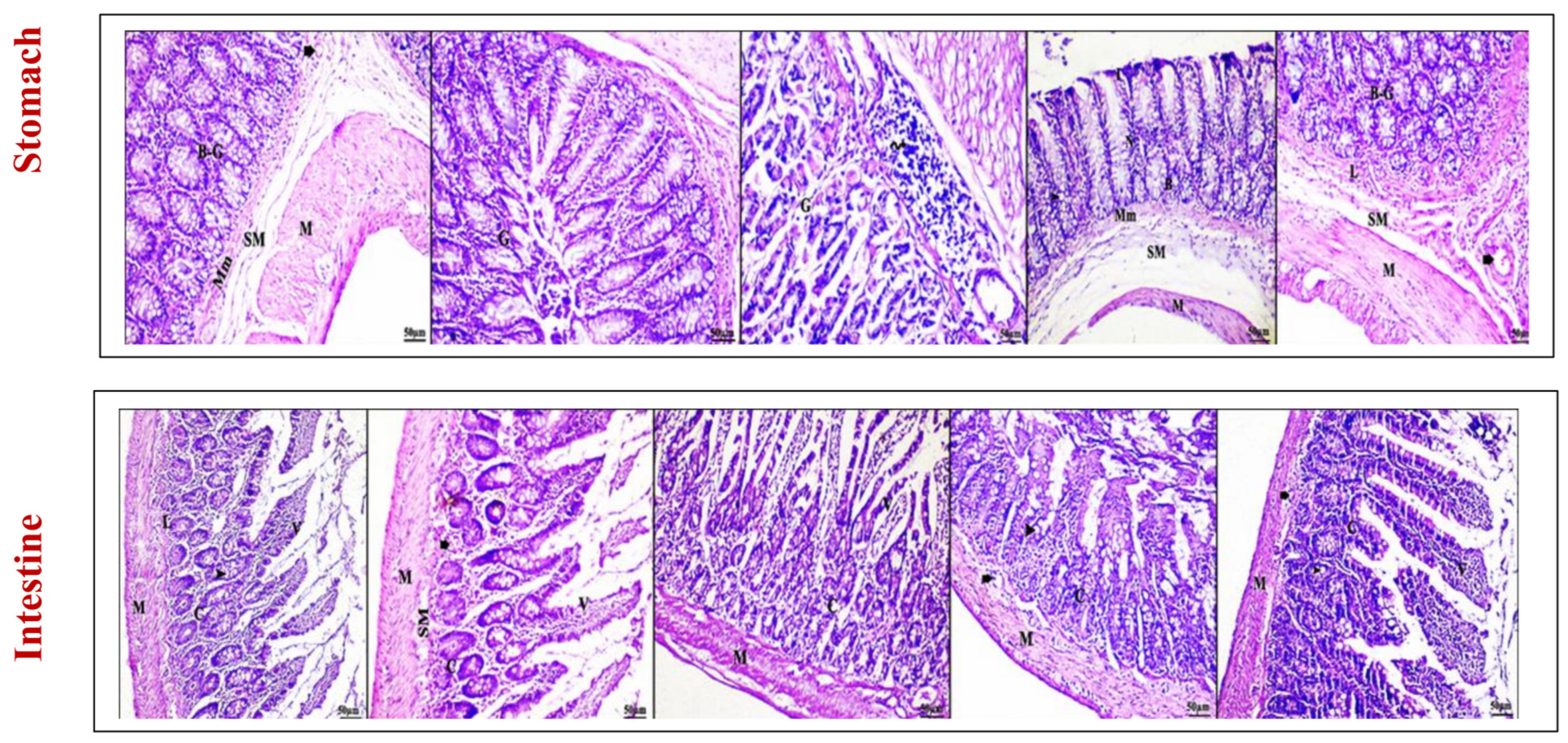 Antioxidants 13 01205 g010