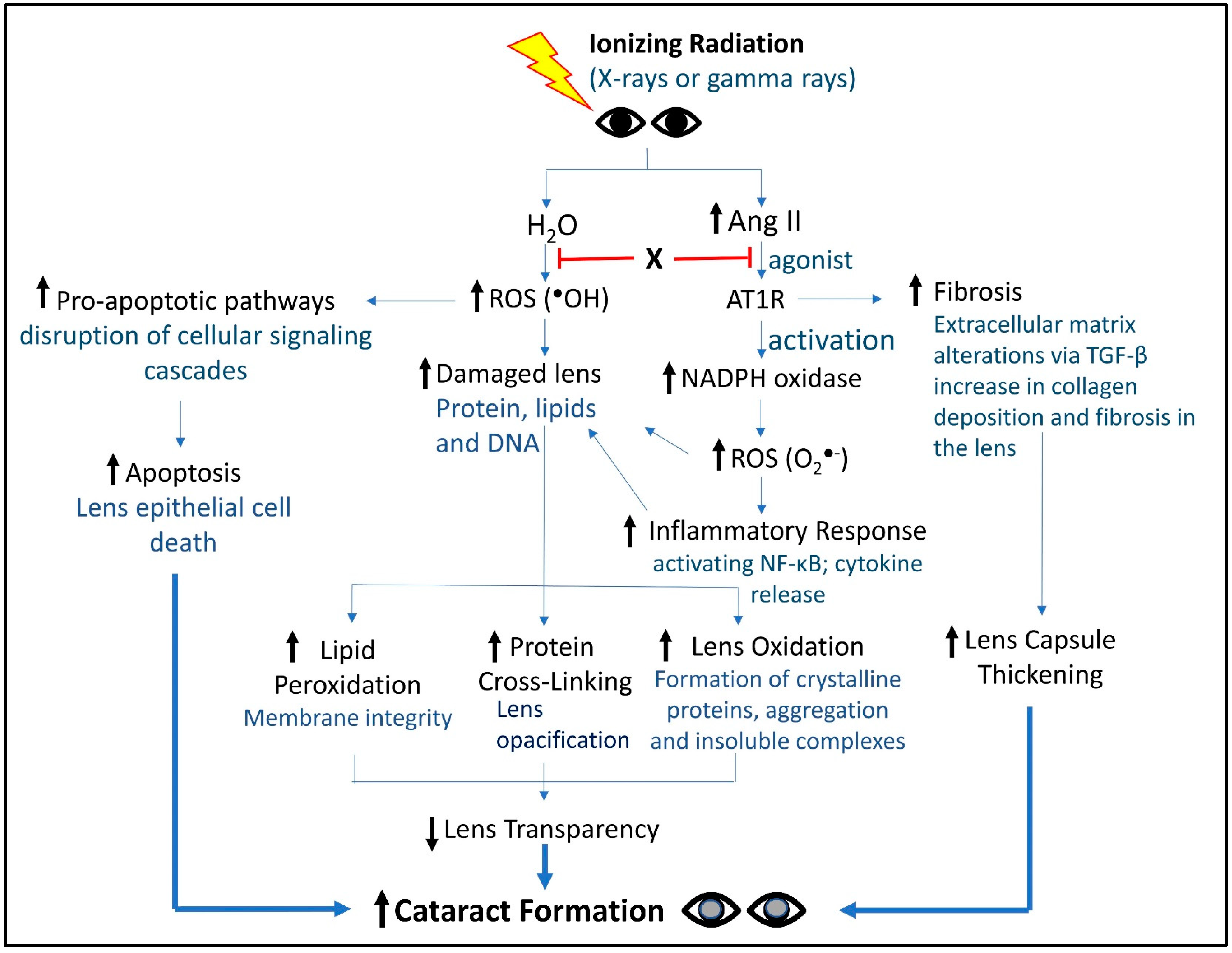 Antioxidants 13 01207 g002