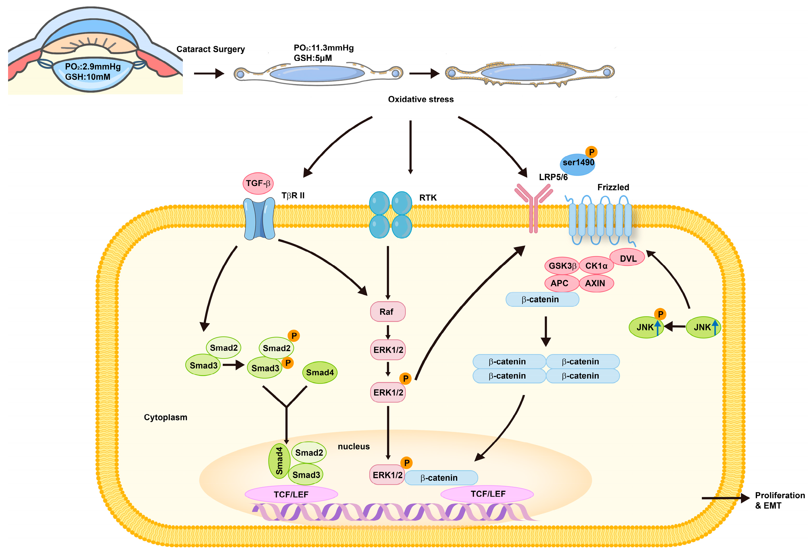 Antioxidants 13 01210 g002