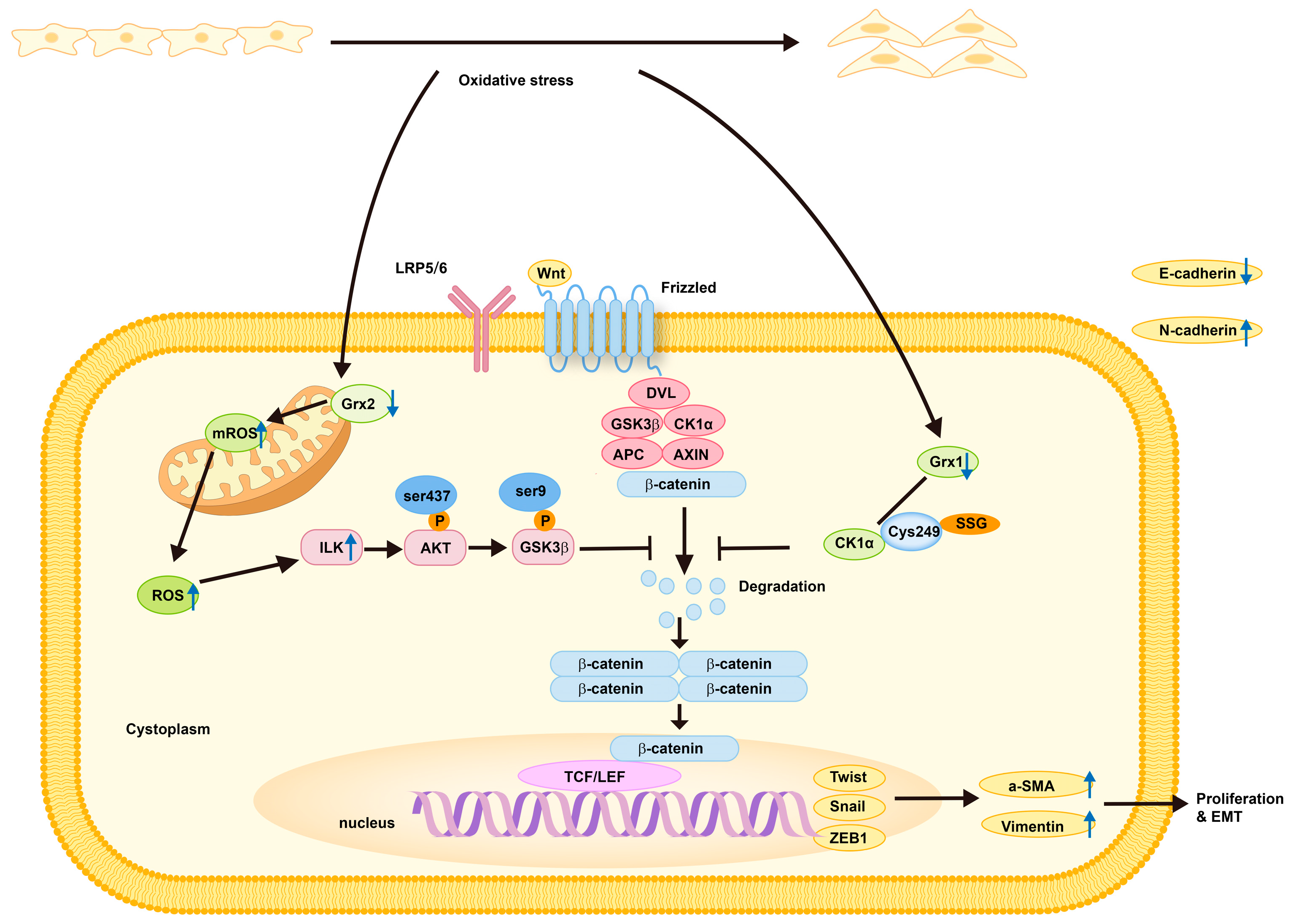 Antioxidants 13 01210 g003