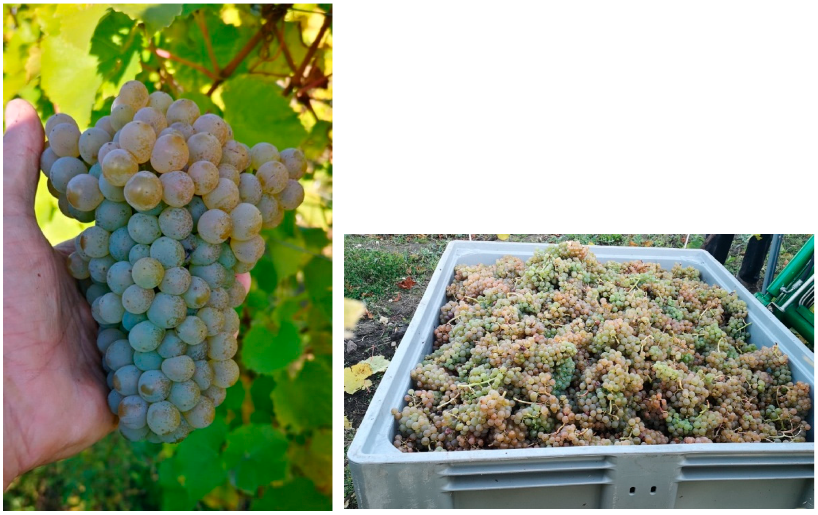 Antioxidants 13 01214 g001