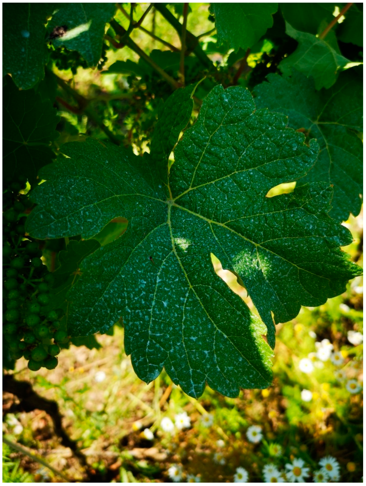 Antioxidants 13 01214 g008