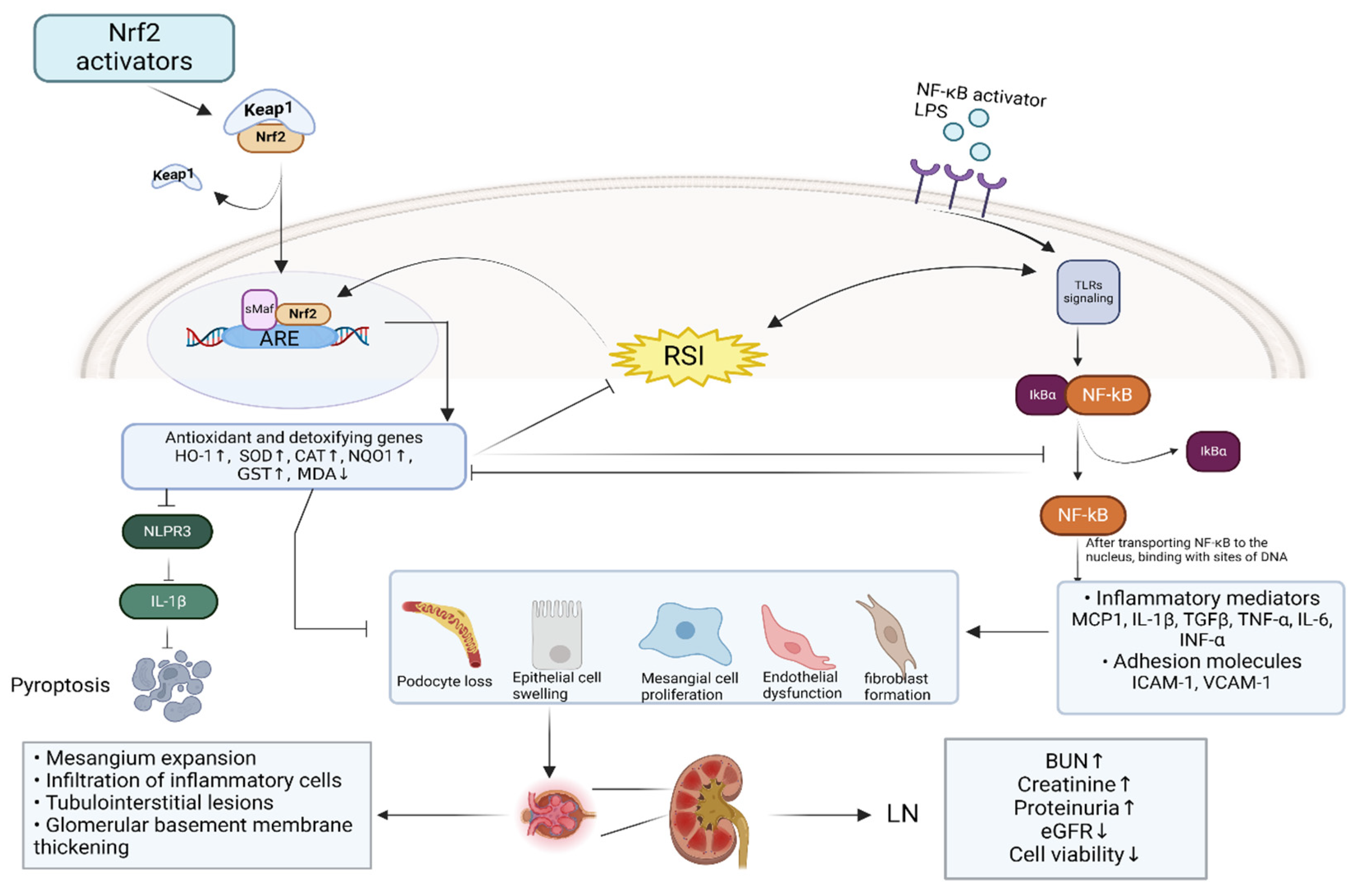 Antioxidants 13 01224 g002