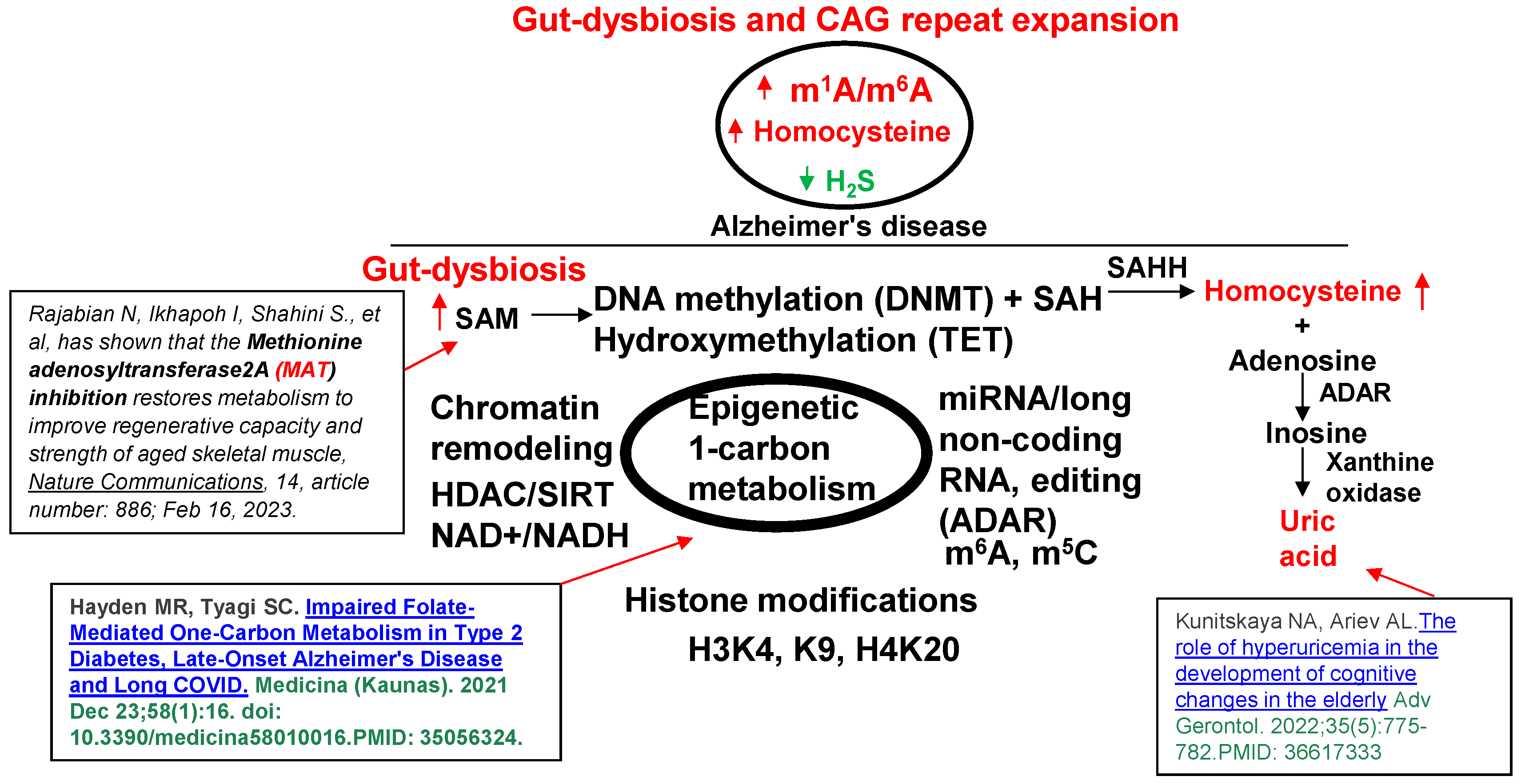 Antioxidants 13 01225 g002