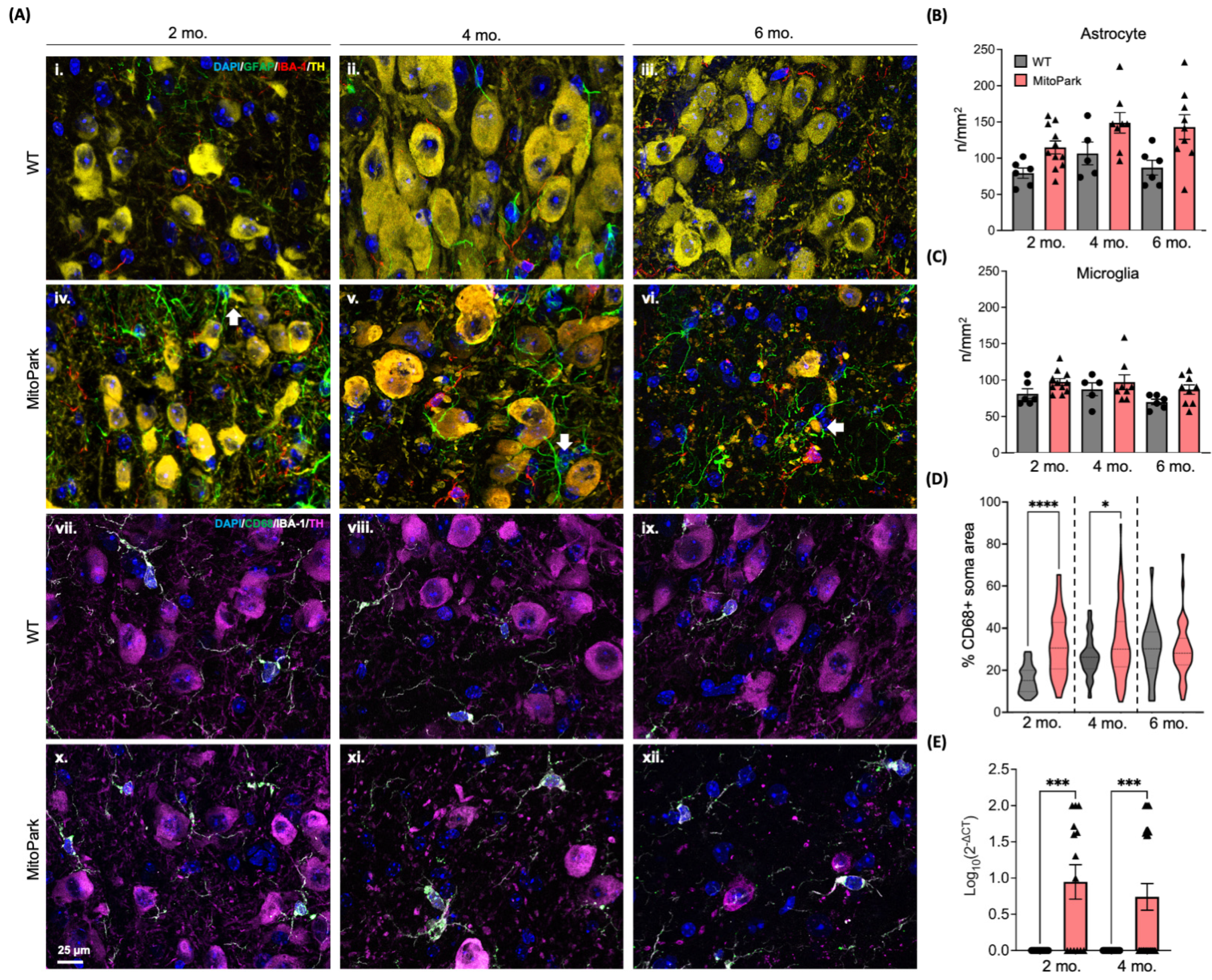 Antioxidants 13 01226 g006