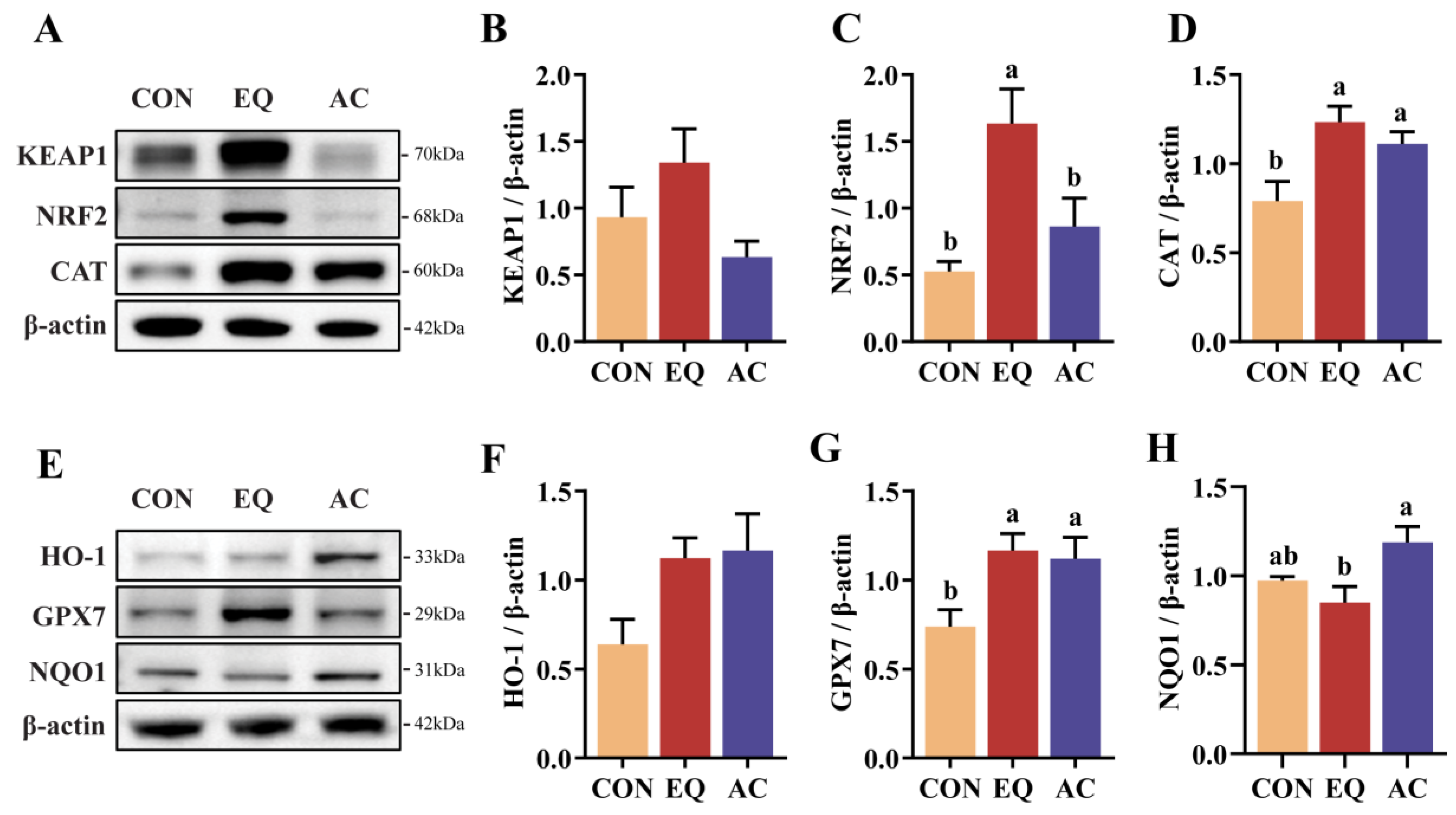 Antioxidants 13 01229 g005 Antioxidants 13 01229 g005
