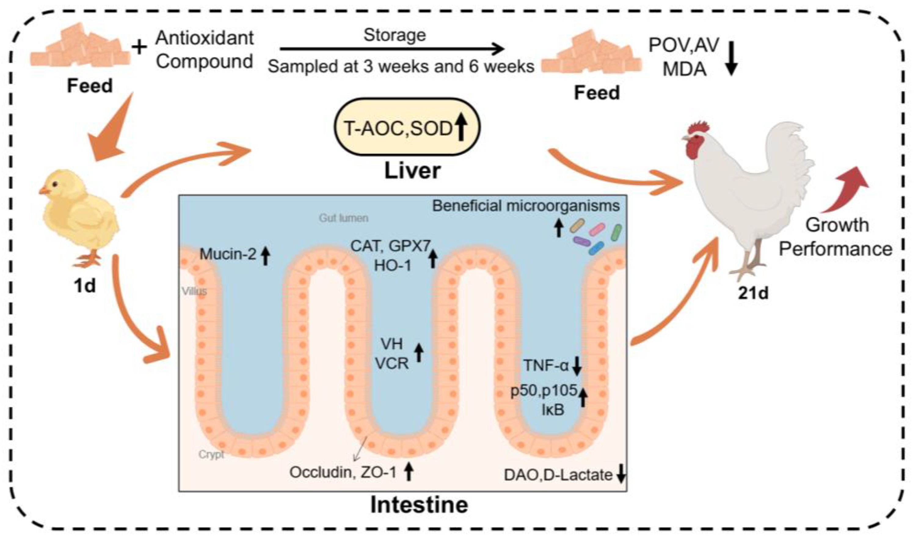 Antioxidants 13 01229 g009 Antioxidants 13 01229 g009