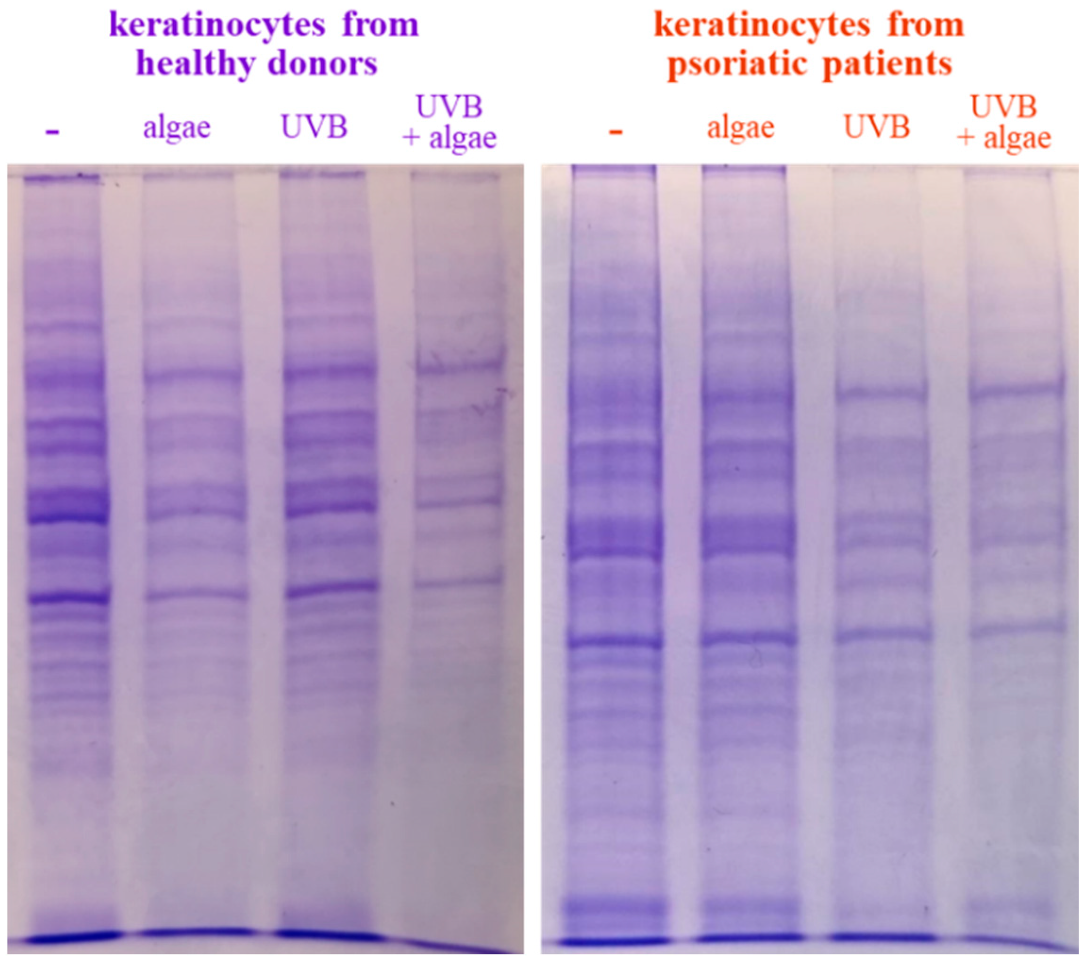Antioxidants 13 01236 g002