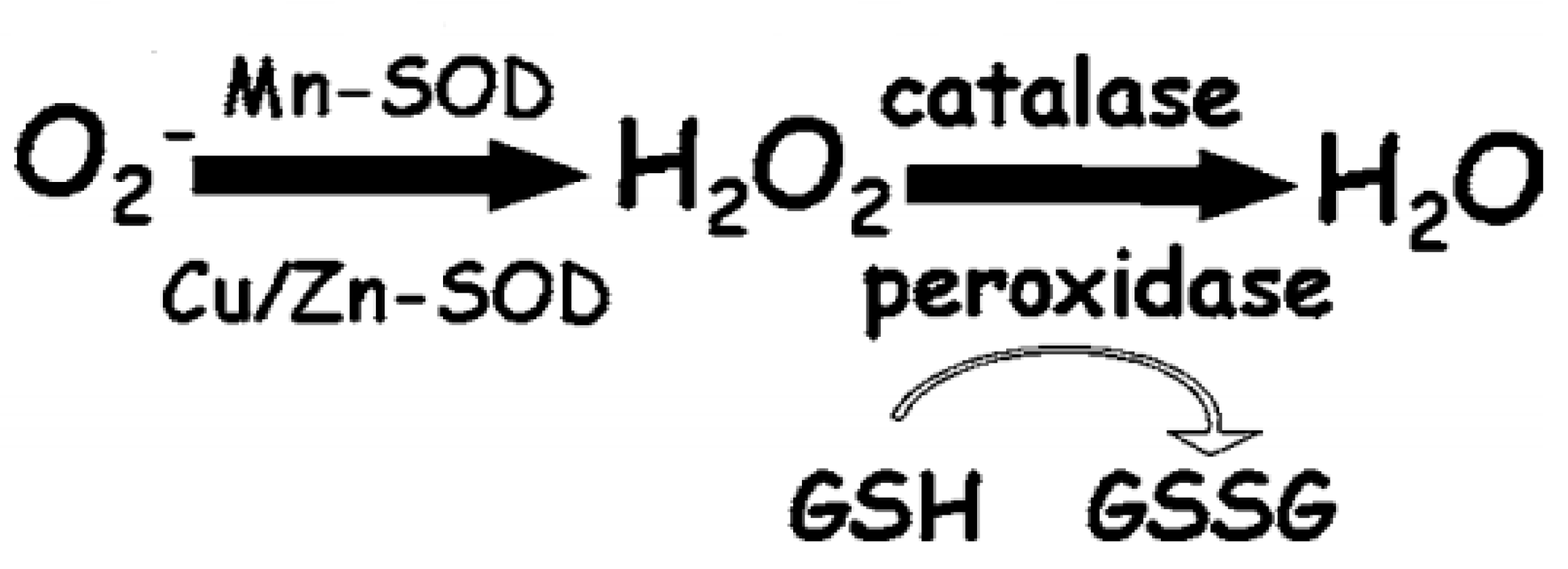Antioxidants 13 01237 g001
