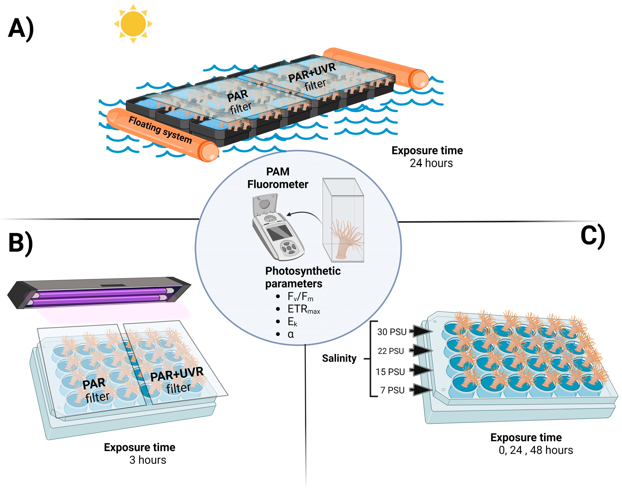 Antioxidants 13 01239 g001
