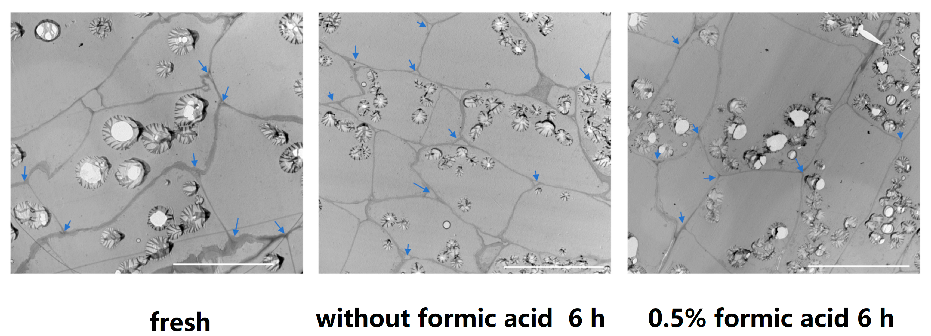 Antioxidants 13 01245 g007
