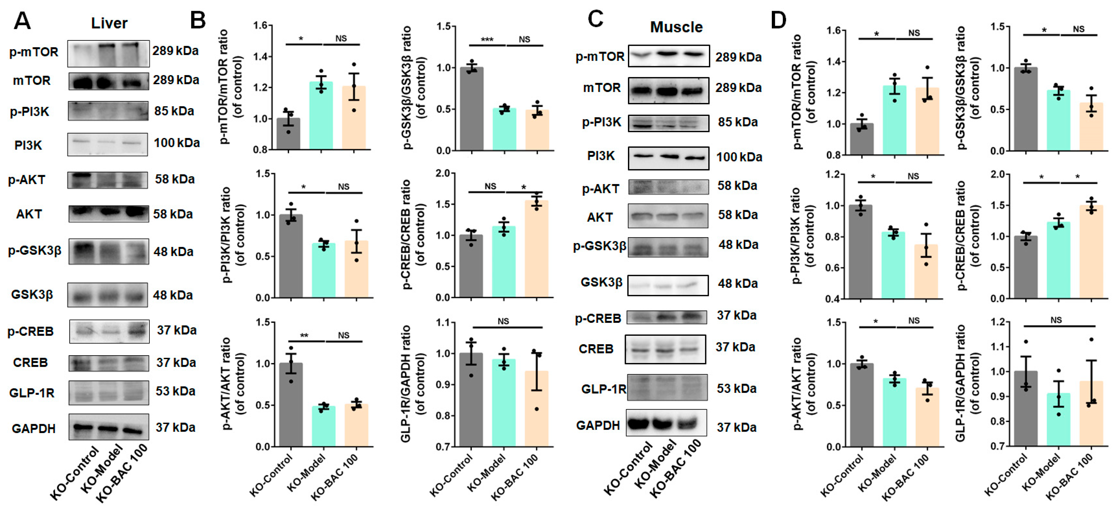 Antioxidants 13 01246 g005
